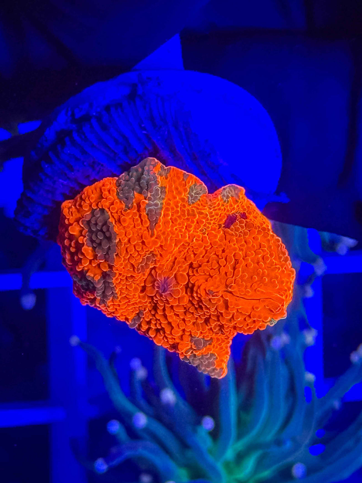 Candy Crush Jawbreaker Mushroom live coral alternate view 3 – Gem State Corals