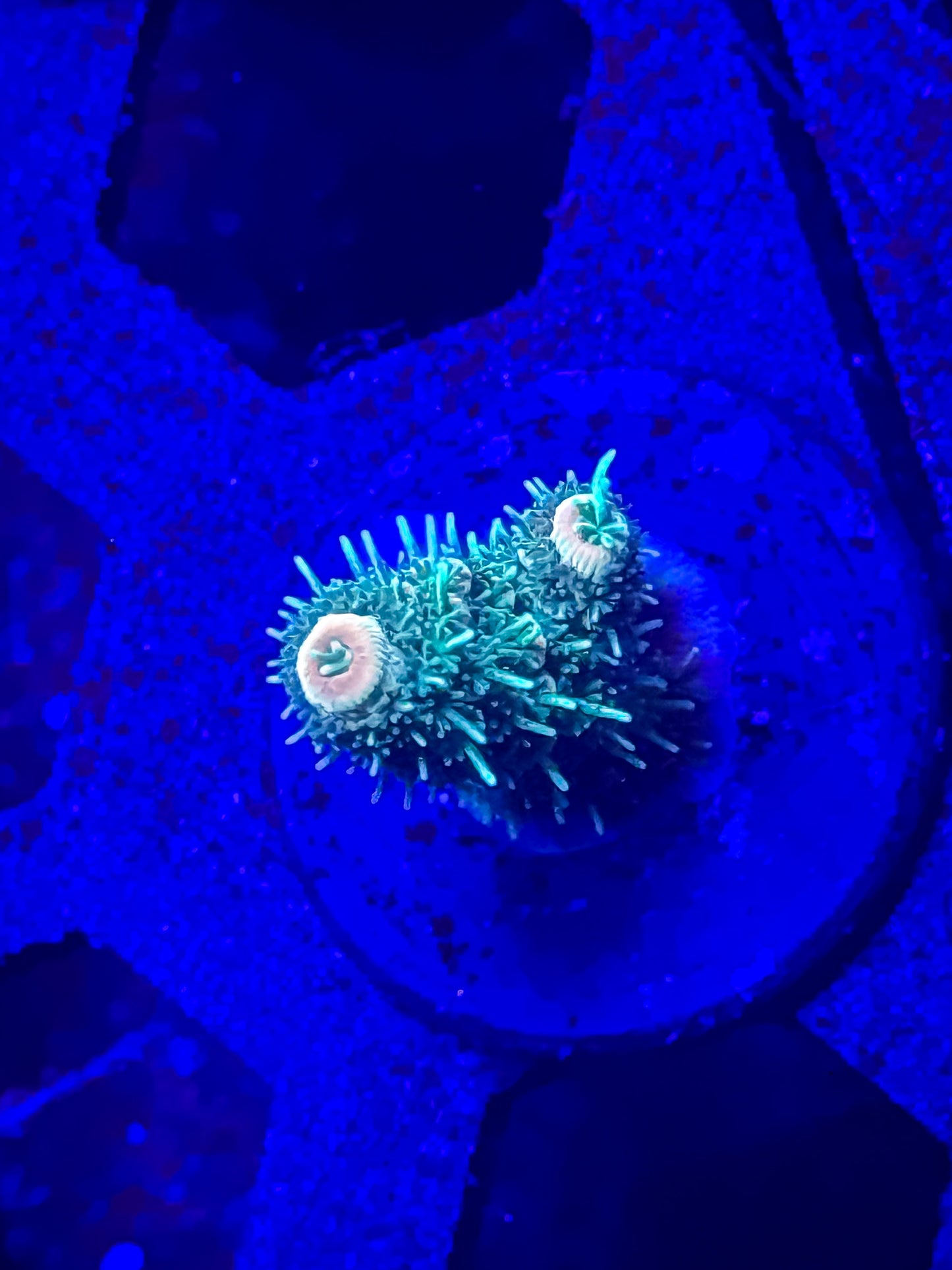 Fuzzy Navel Acro