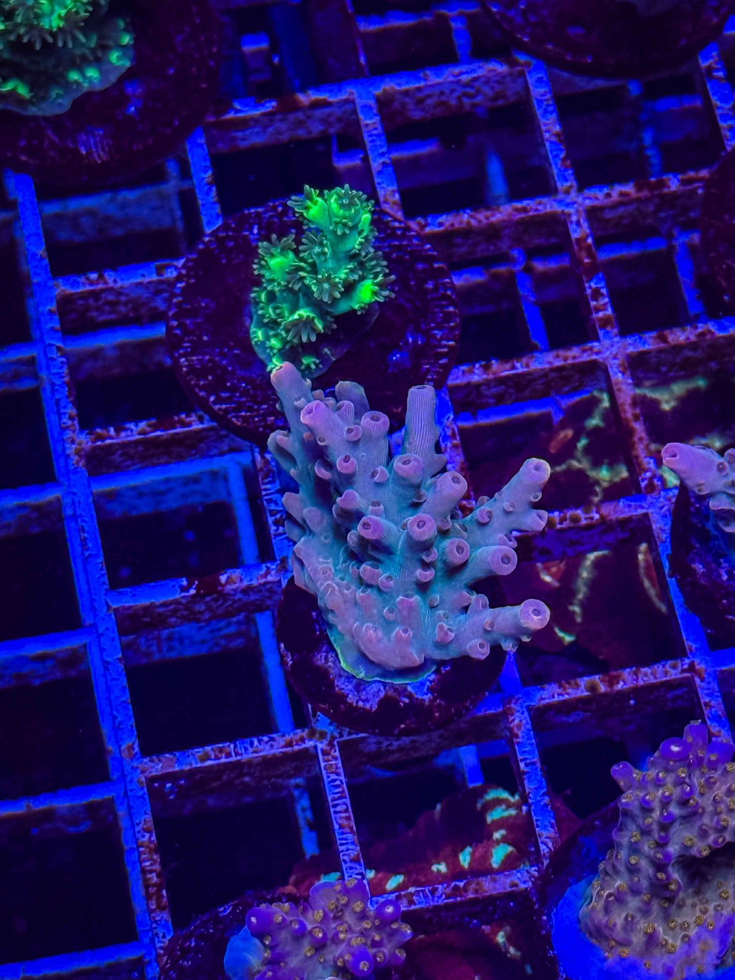 WWC WTF Acropora
