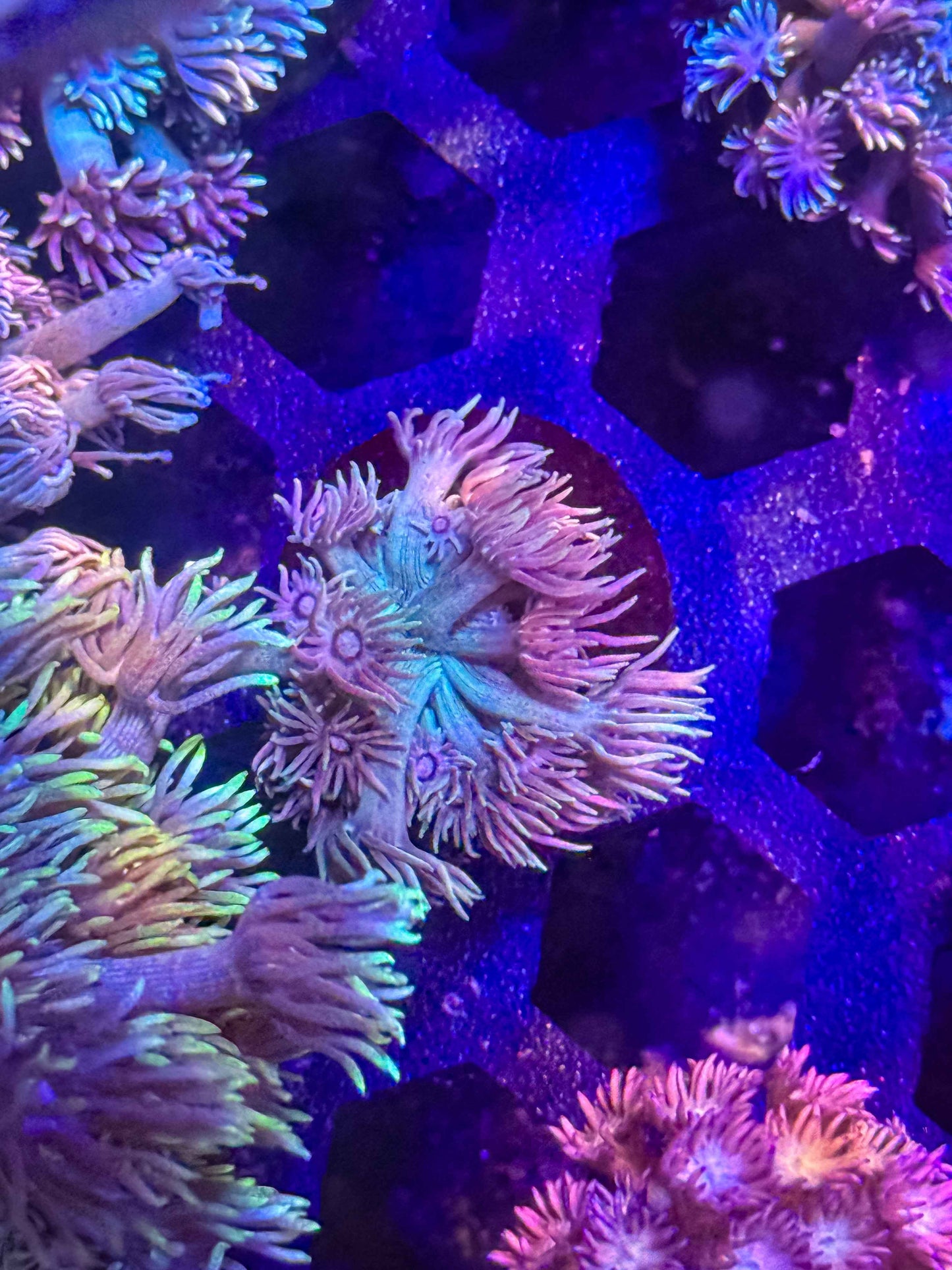 Goniopora