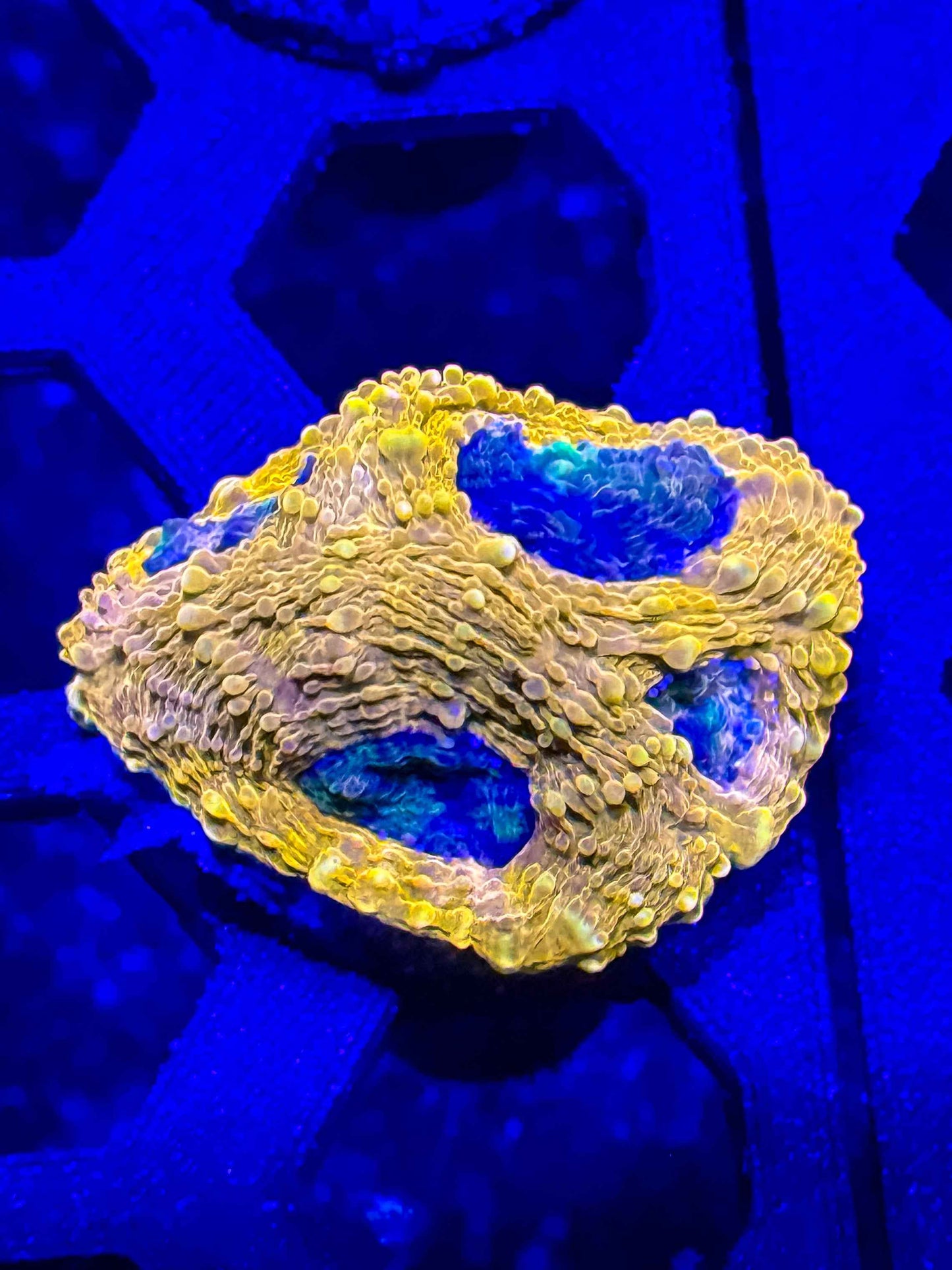 Agent Orange Acan Echinata