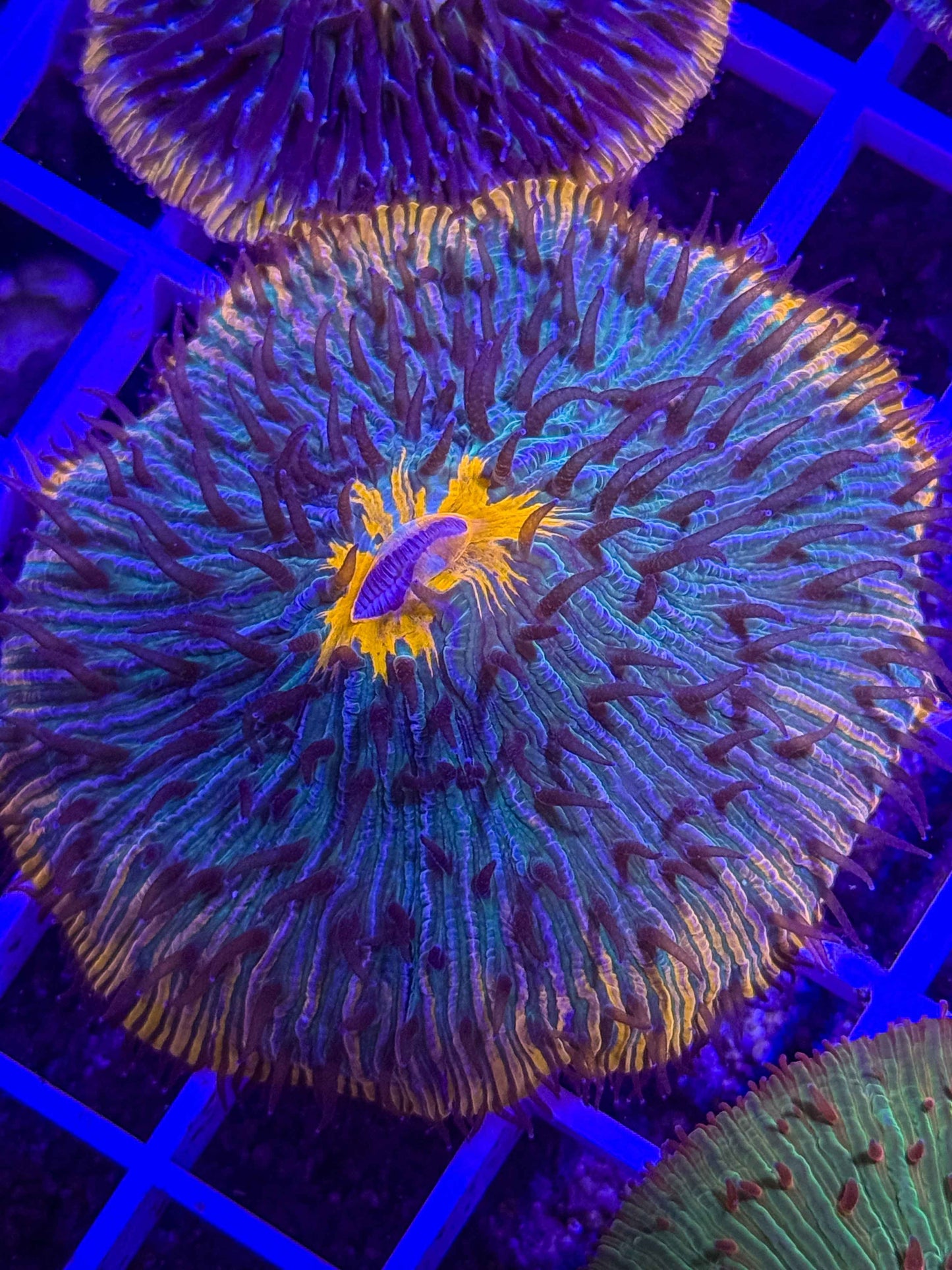 Fungia Plate