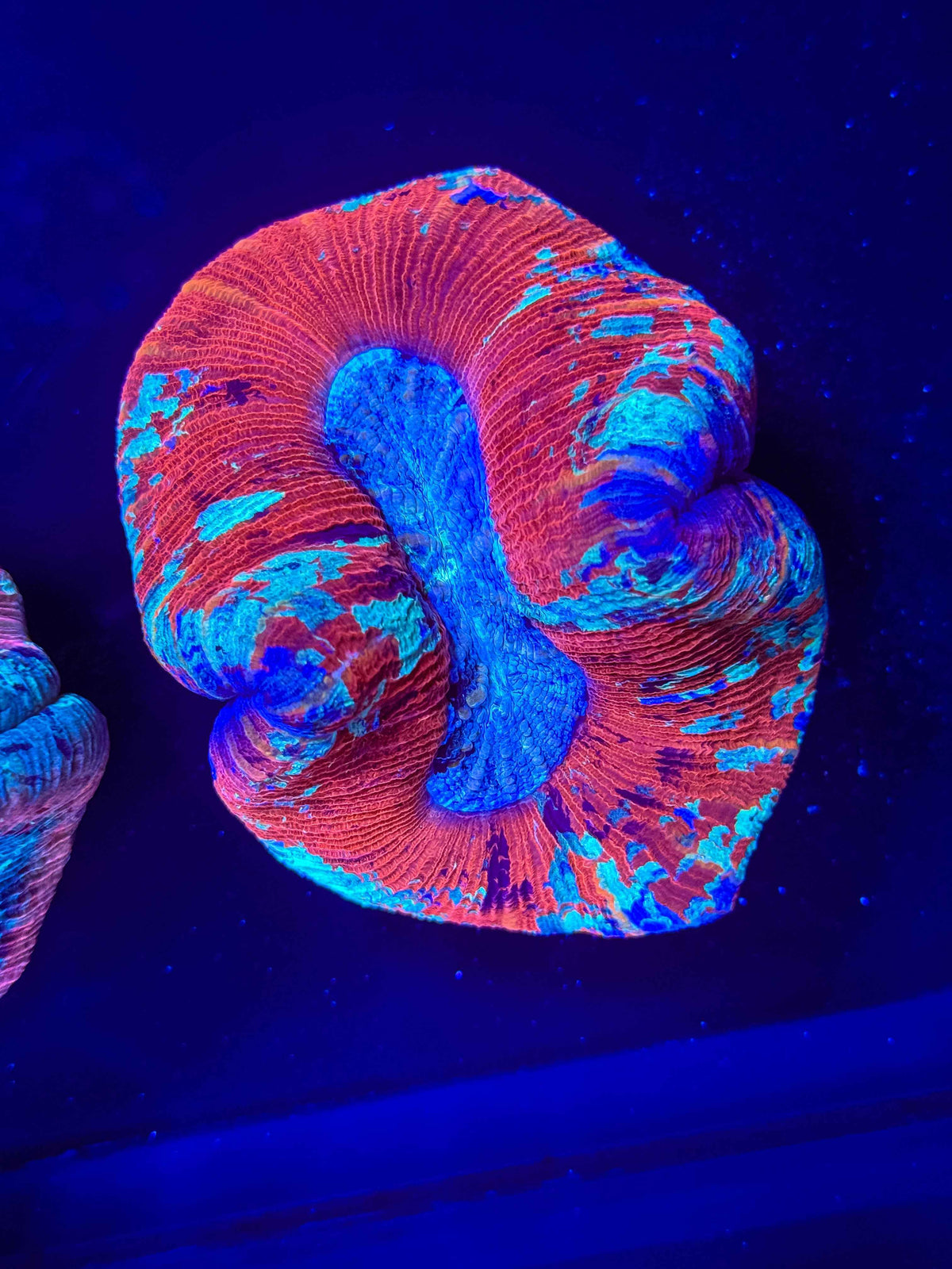 Rainbow Trachy live coral – Gem State Corals