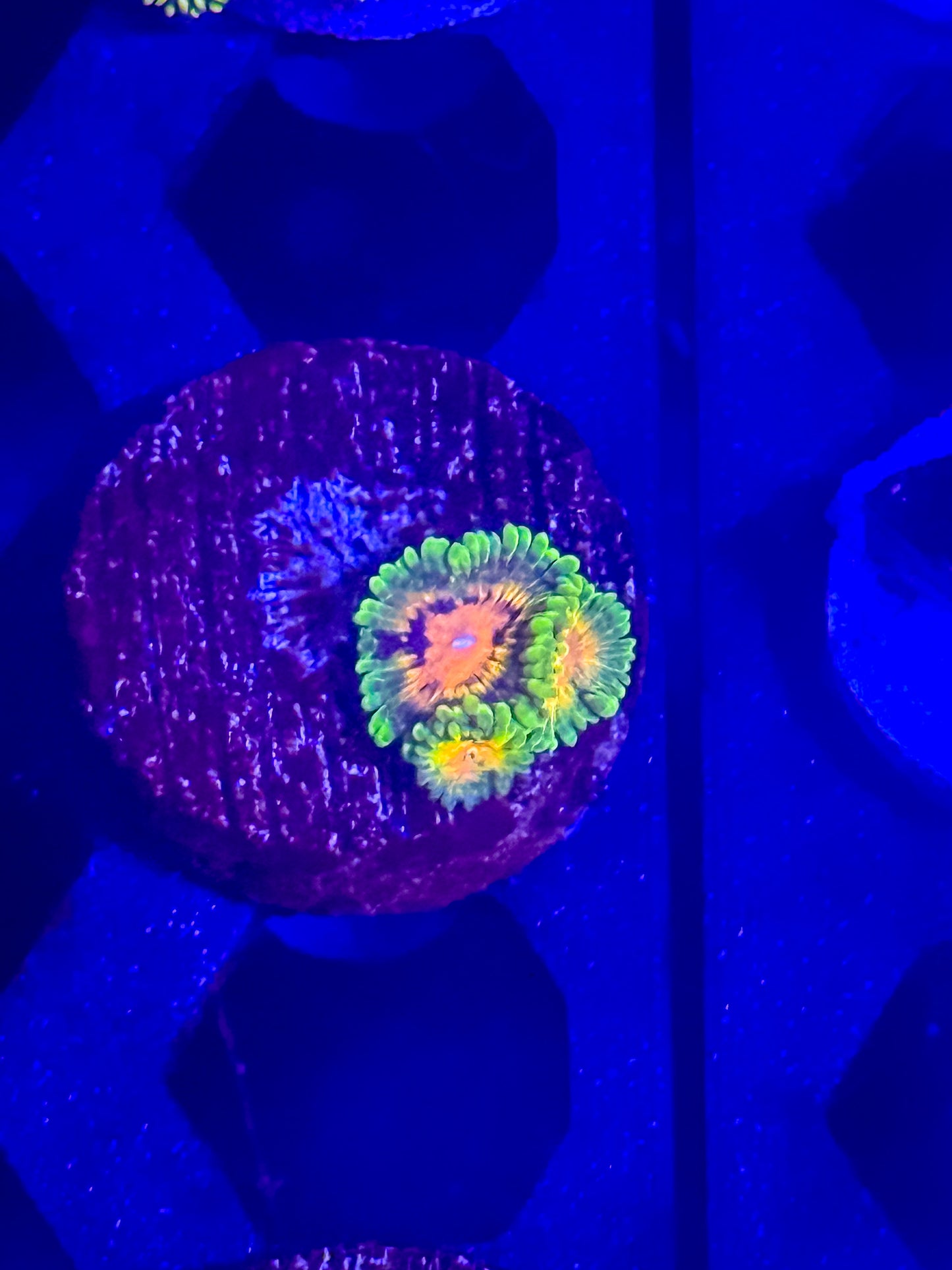 SBB Marvin the Martian Zoas