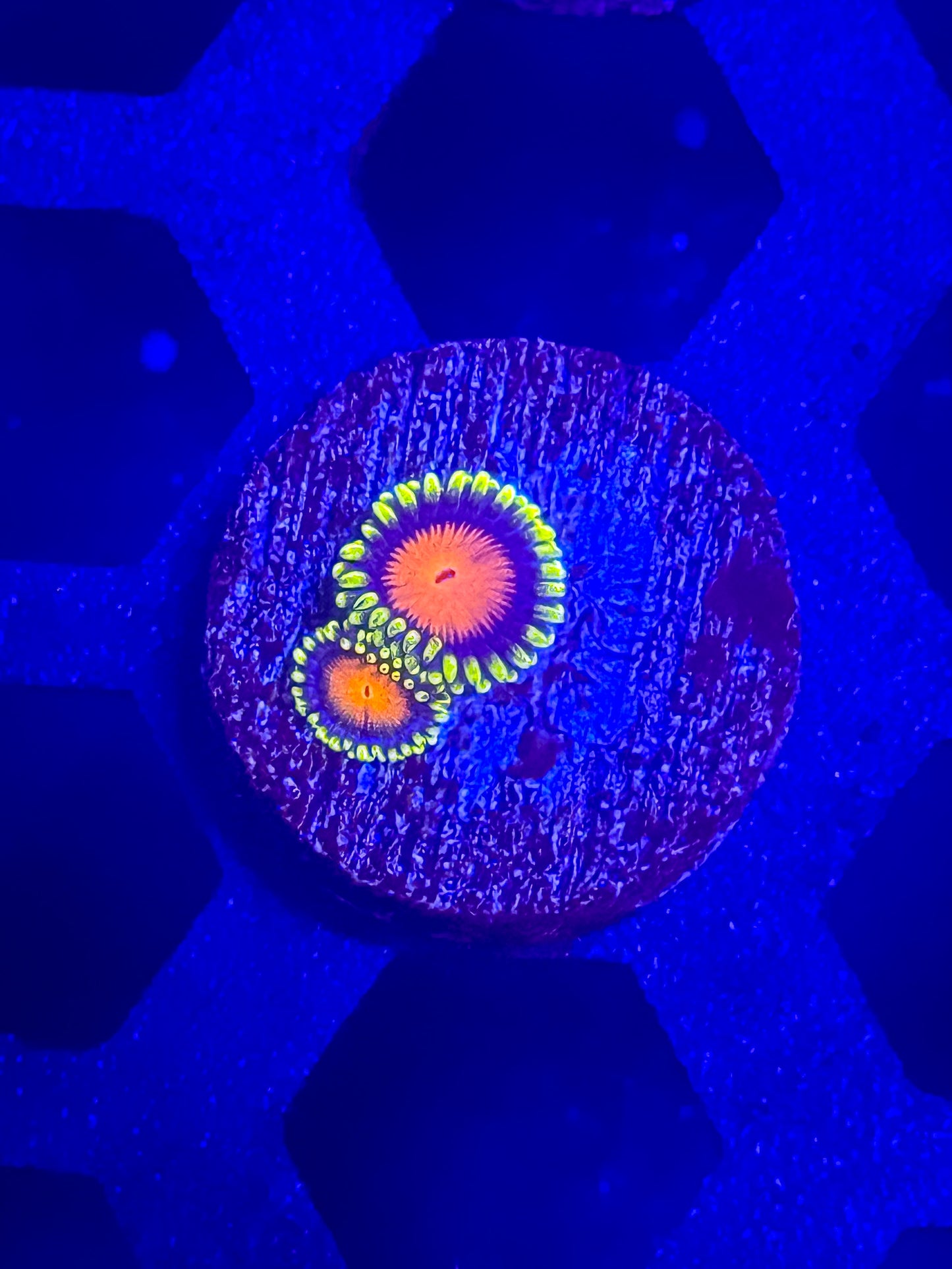 Dragon Eye Zoas