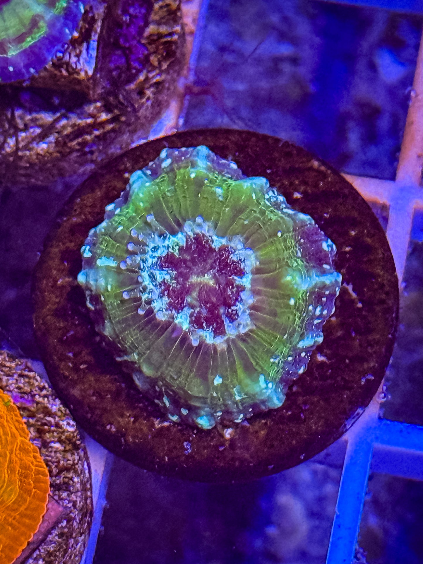 Captive Spawned UFO Scolymia