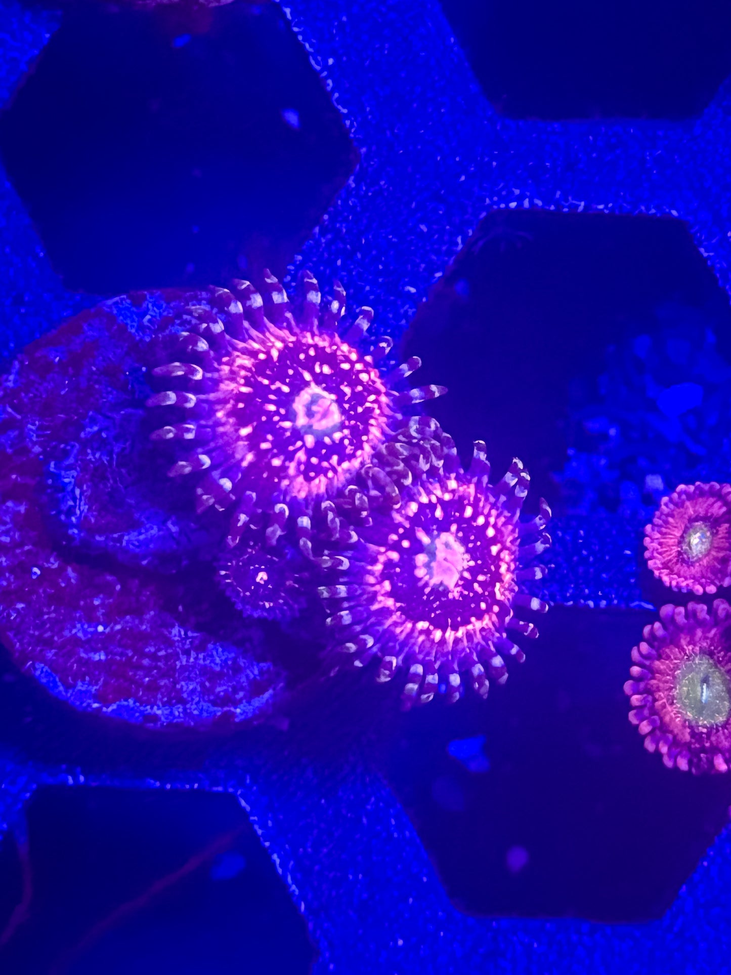 Pink Zipper Zoas