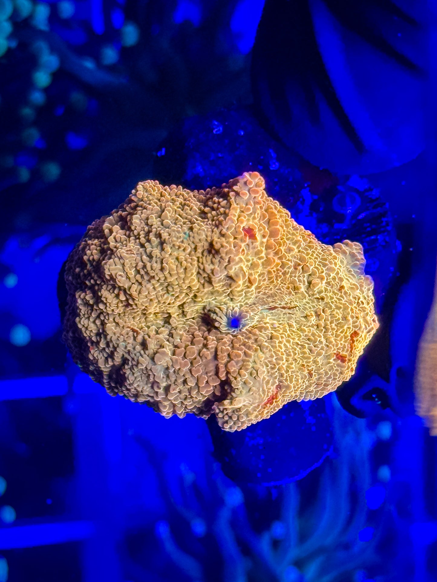 Poletti Jawbreaker Mushroom