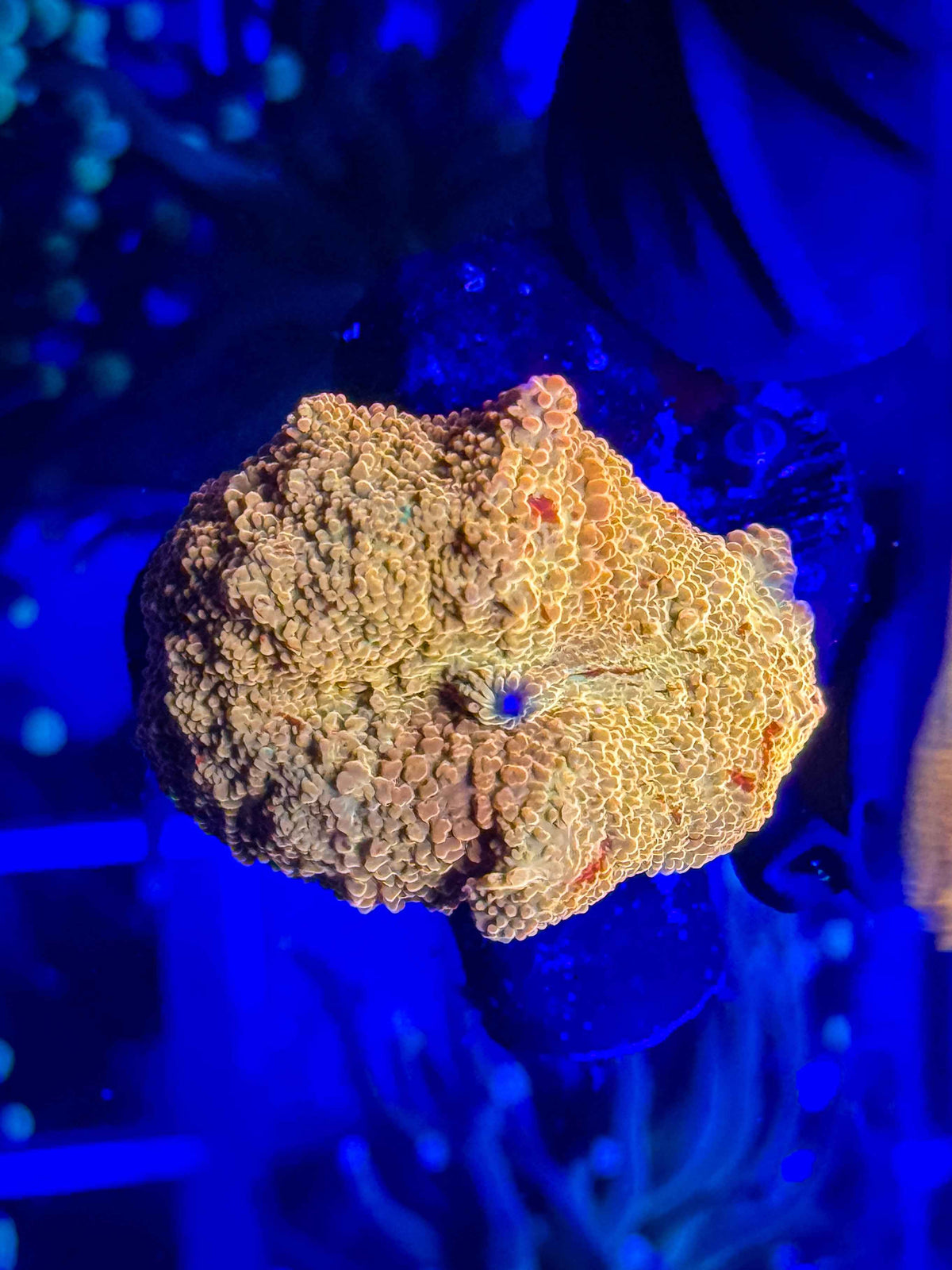 Poletti Jawbreaker Mushroom live coral – Gem State Corals