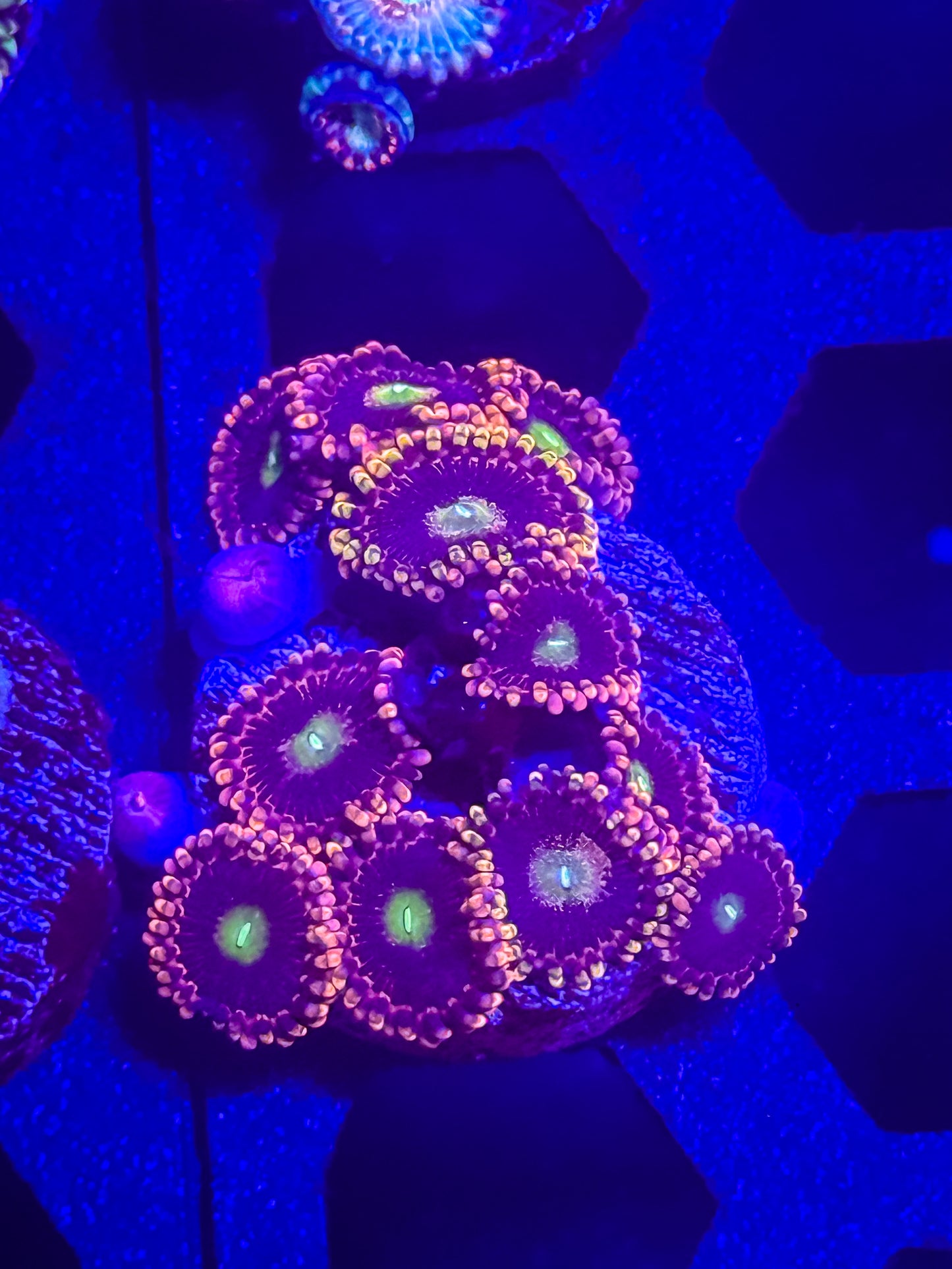 CK Bozo’s Birthday Zoas