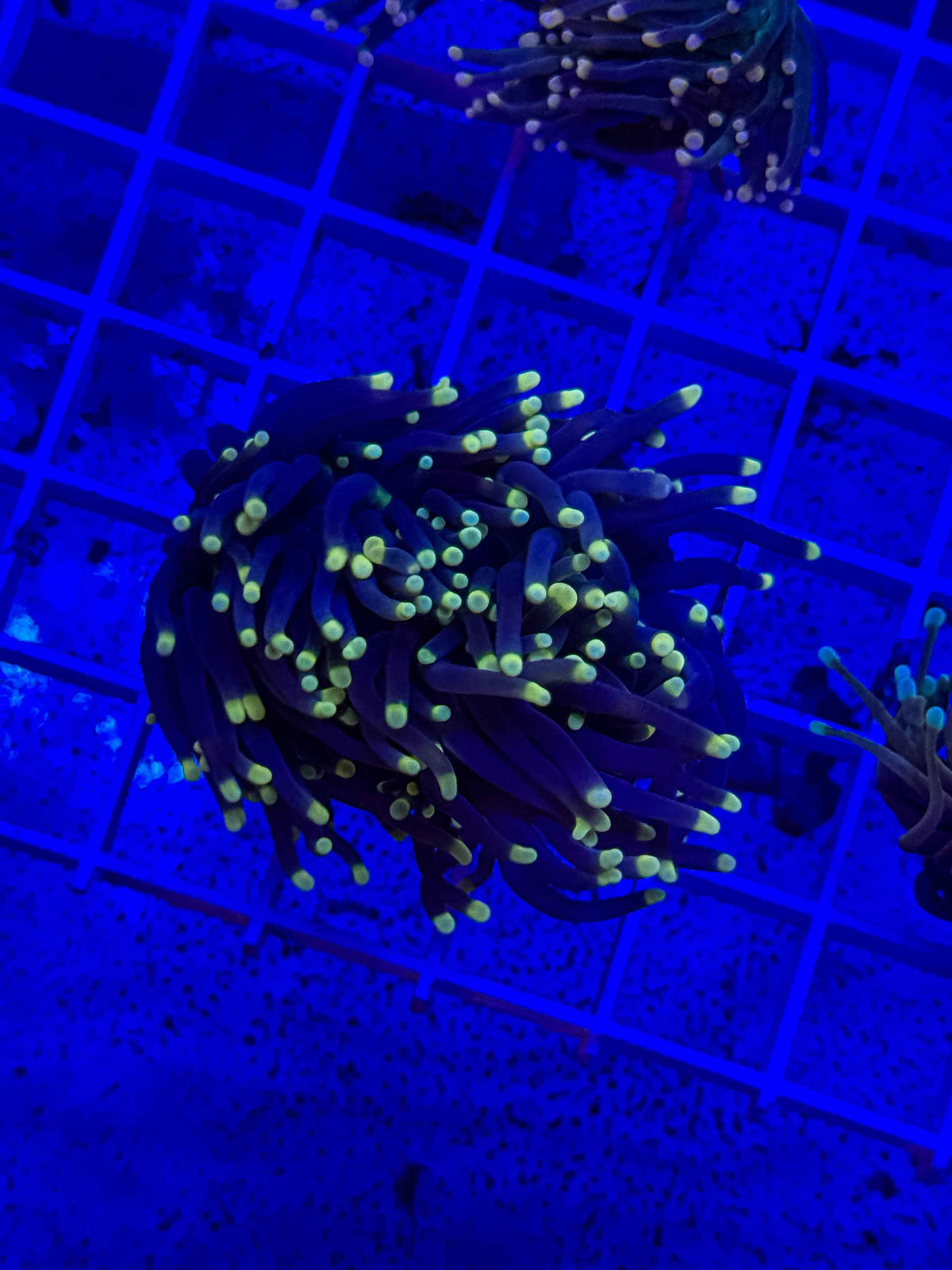 Black & Yellow Tip Torch – 2 Polyps – WYSIWYG