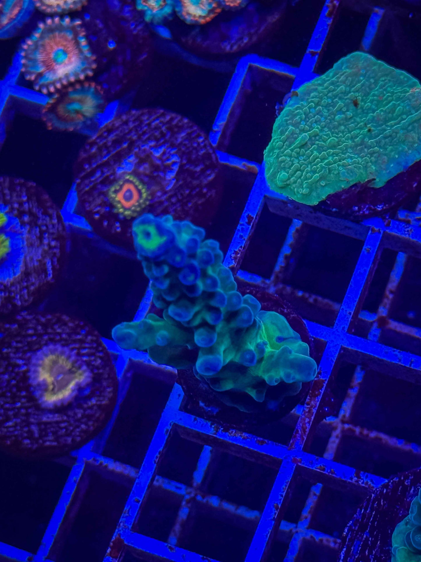 WWC Yellow Tip Acropora