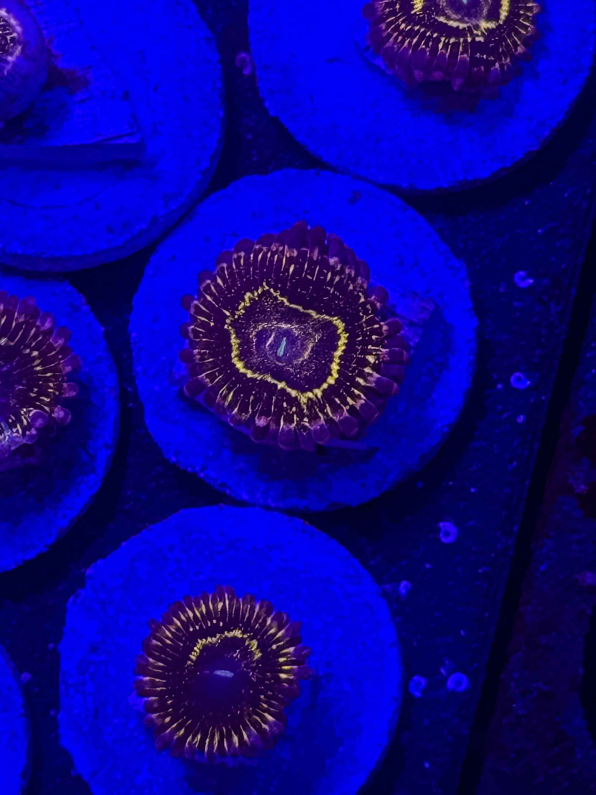 Stratosphere Zoanthids – Almost WYSIWYG (1–2 Polyps)