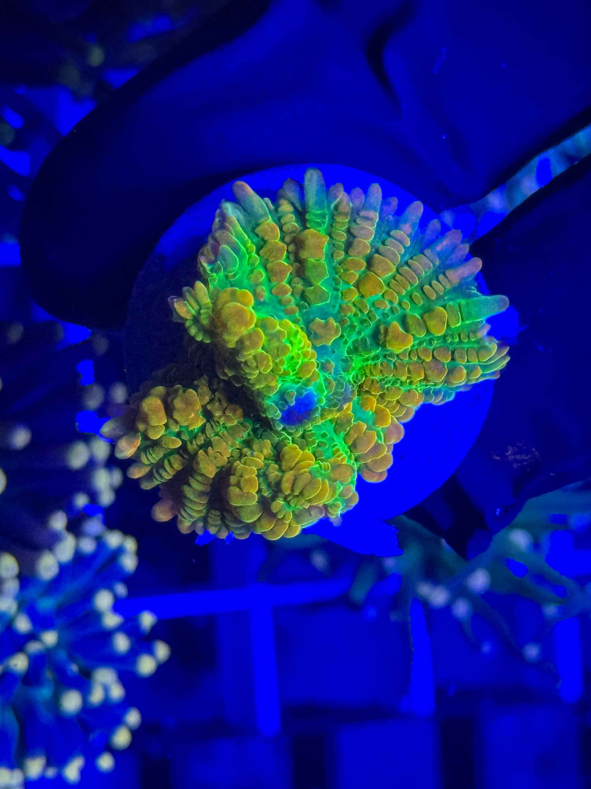 Tequila Sunrise Mushroom live coral – Gem State Corals