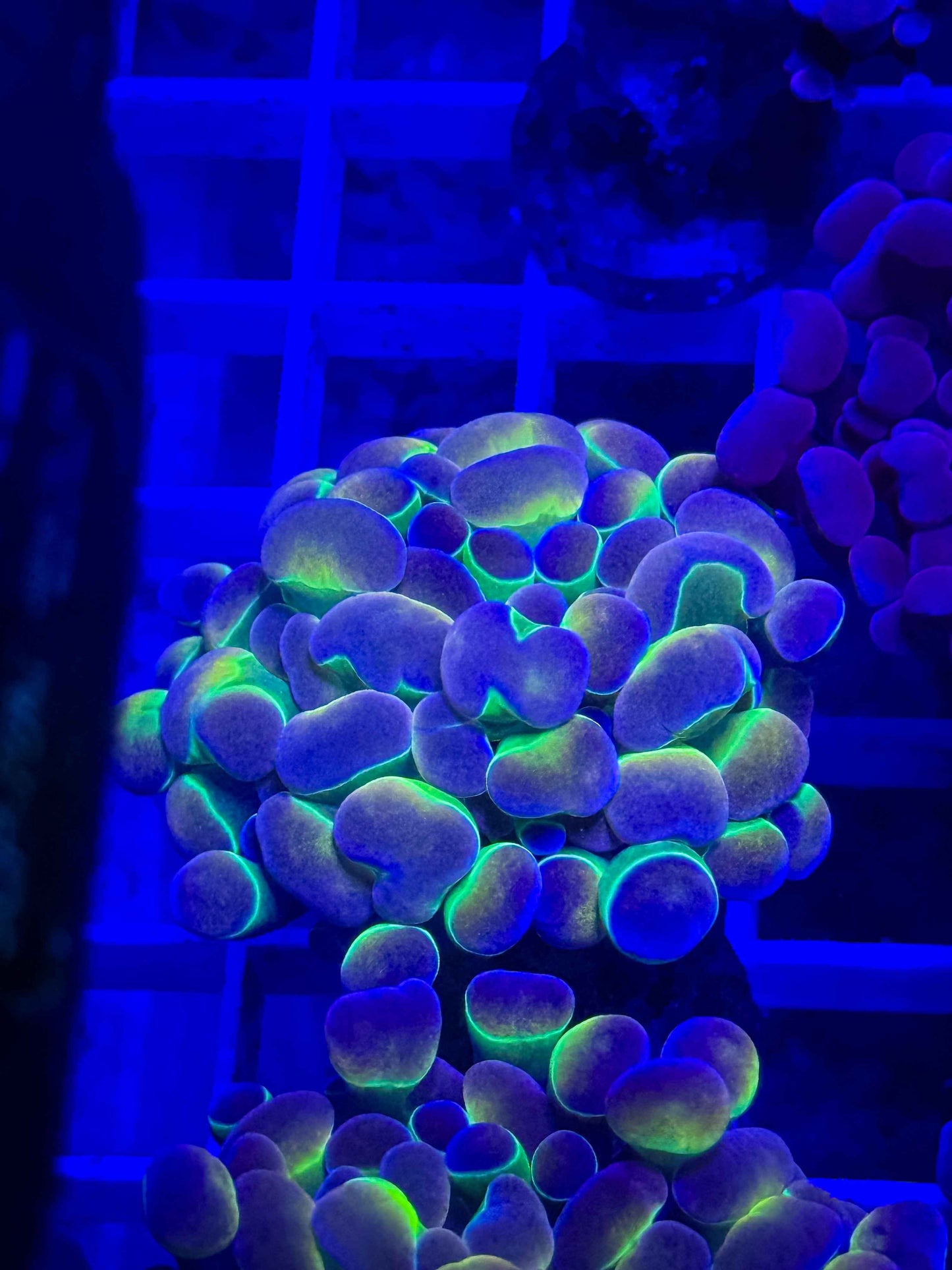 Hologram Hammer