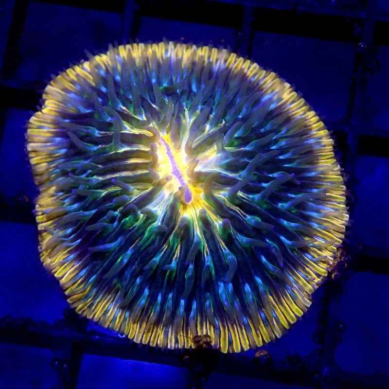 Unique Fungia