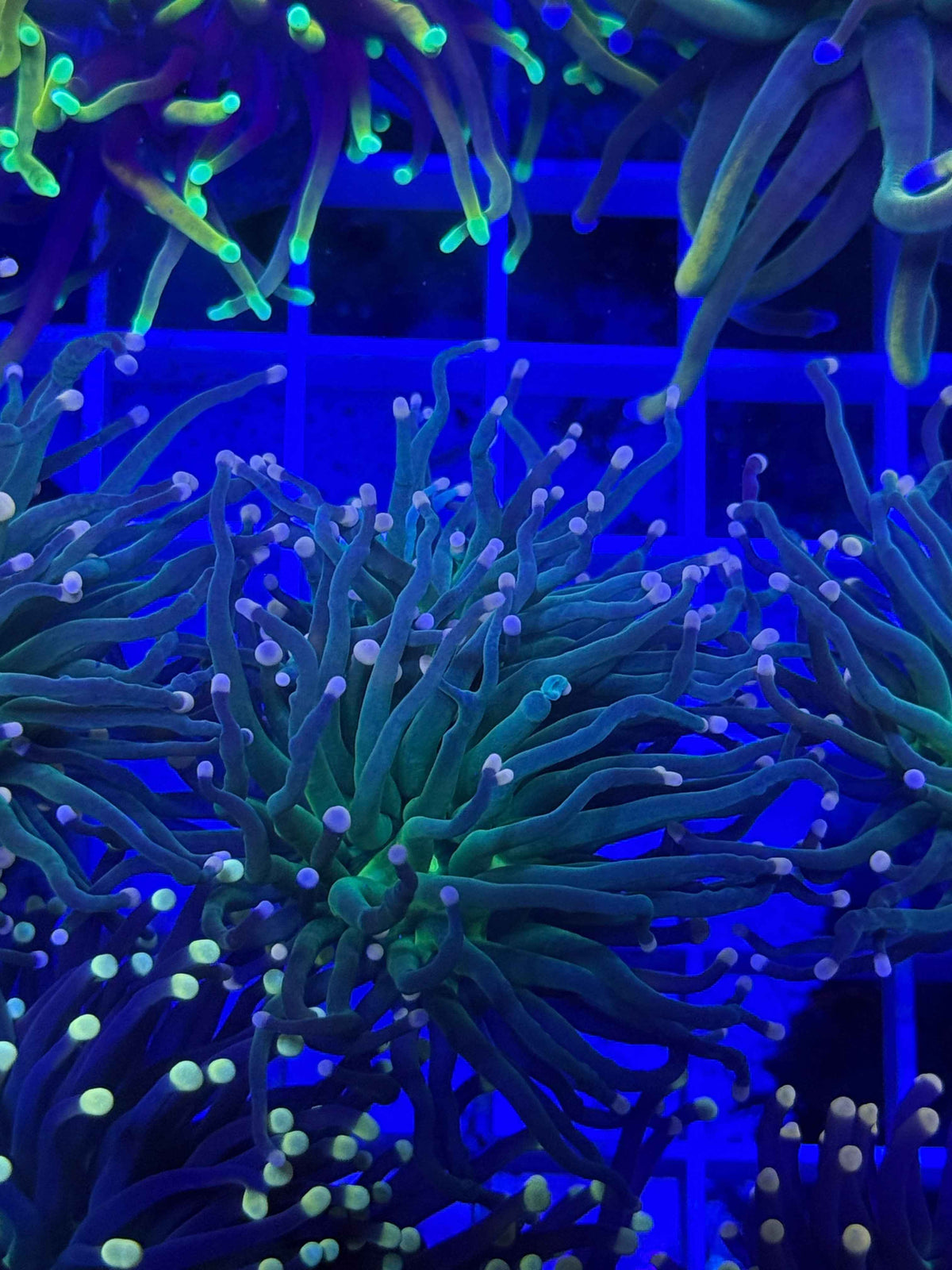 Peach Tip Torch live coral – Gem State Corals