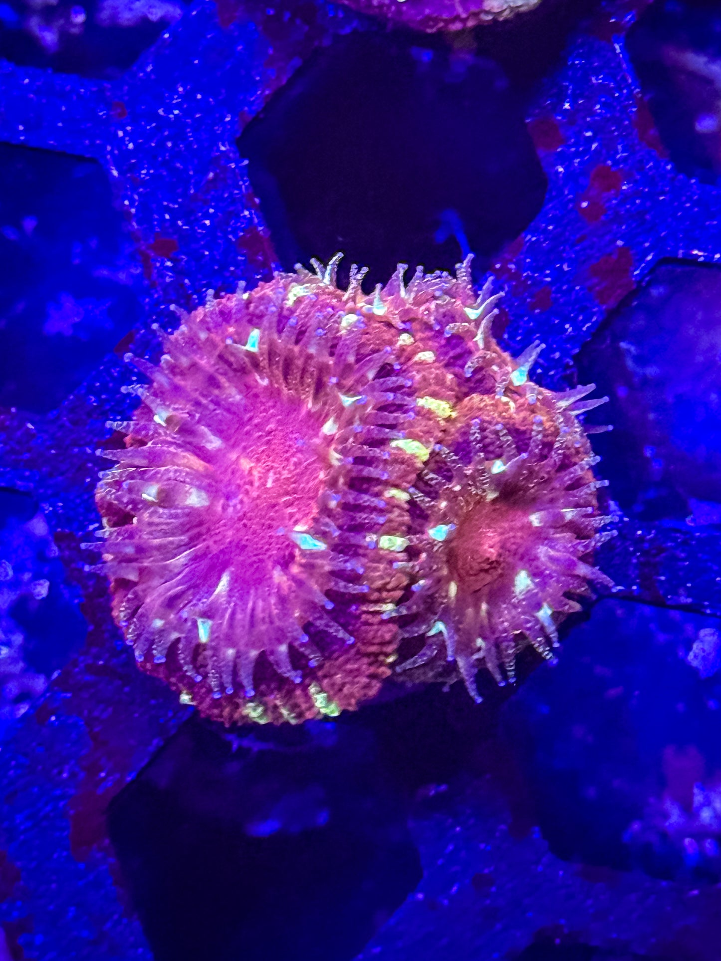 Malaysian Acan Lord