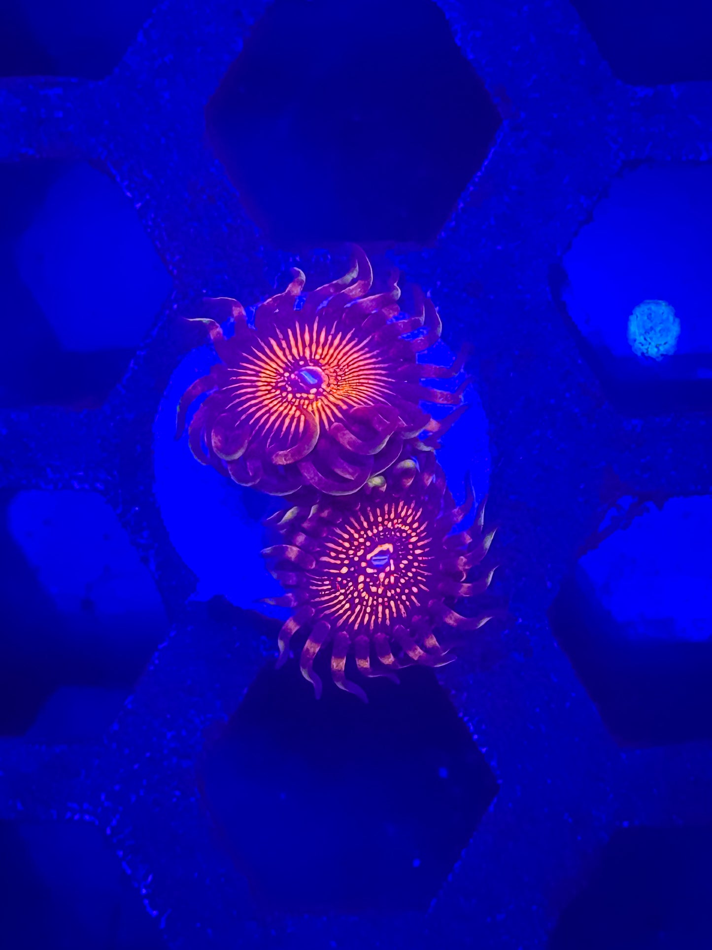 Arc Nightcrawlers Zoas