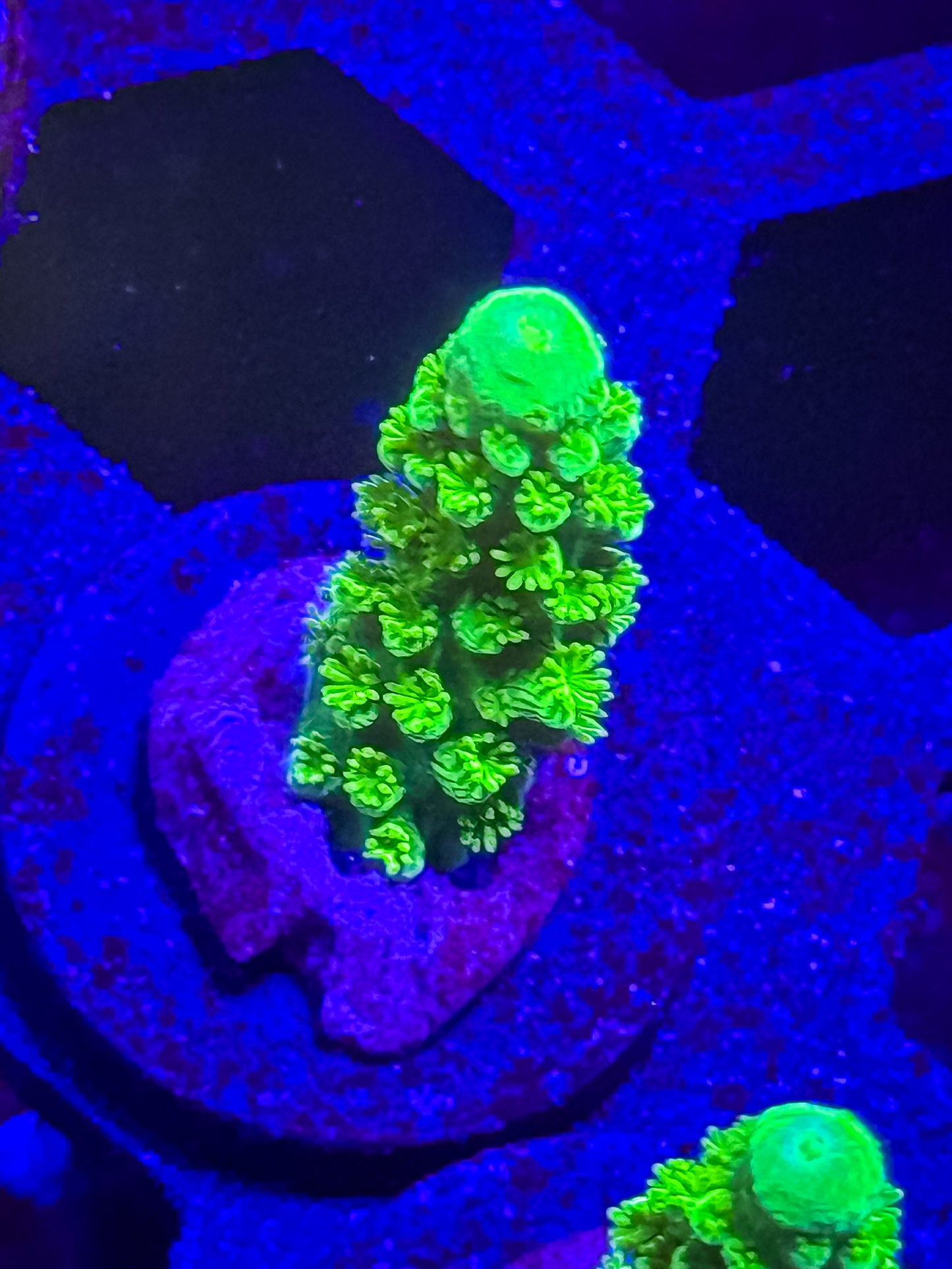 Green Slimmer Acro