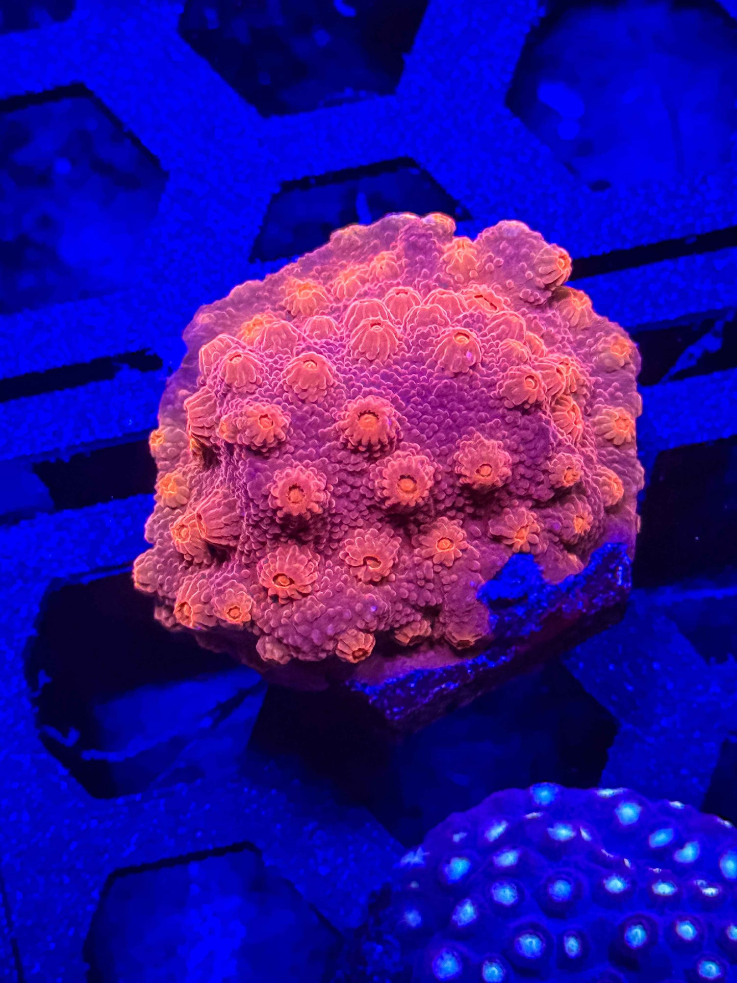 Lava Flow Cyphastrea