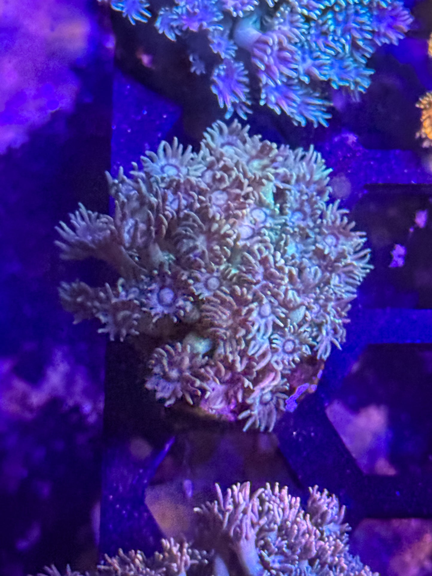 Goniopora