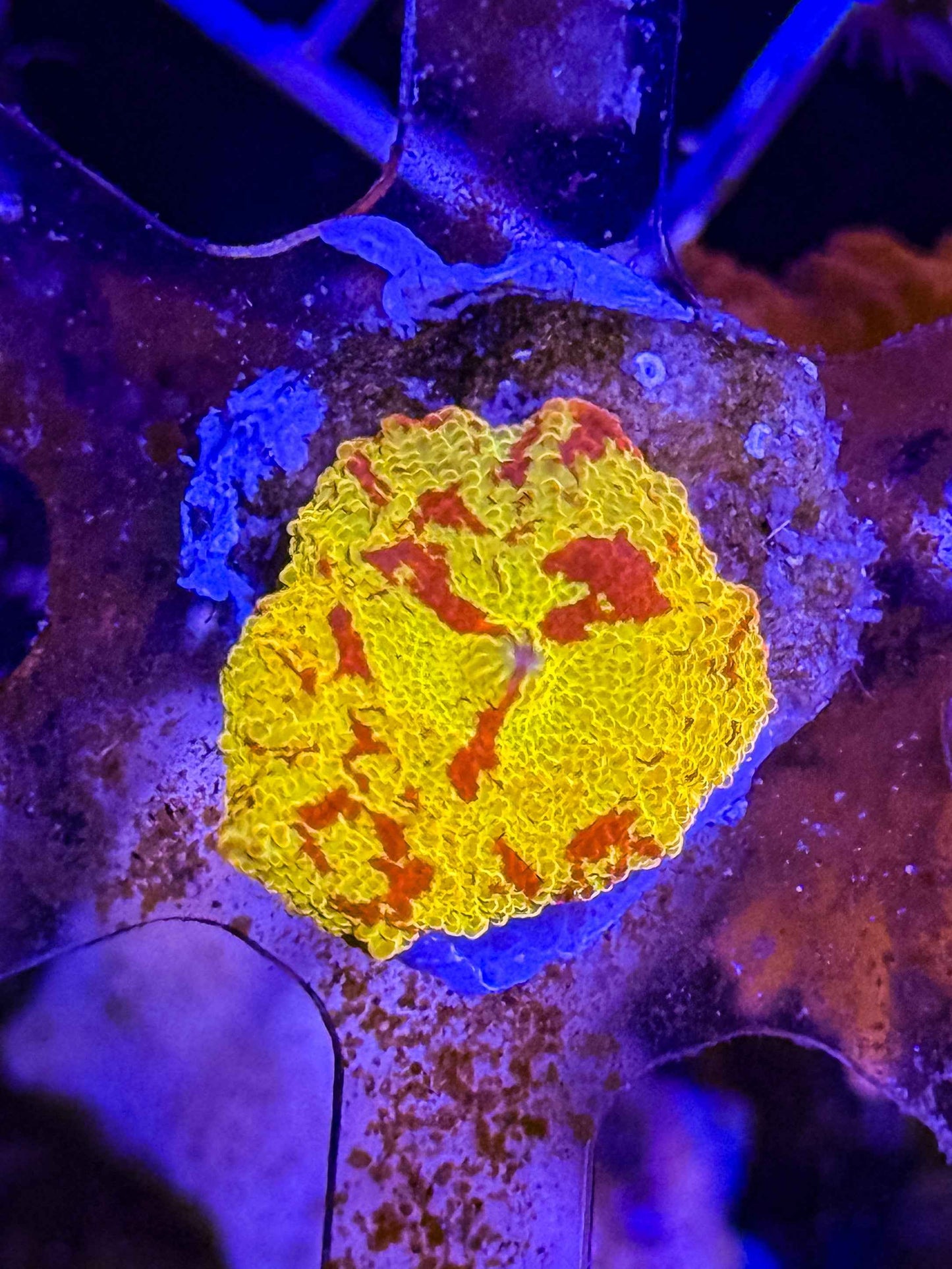 Electus Mushroom