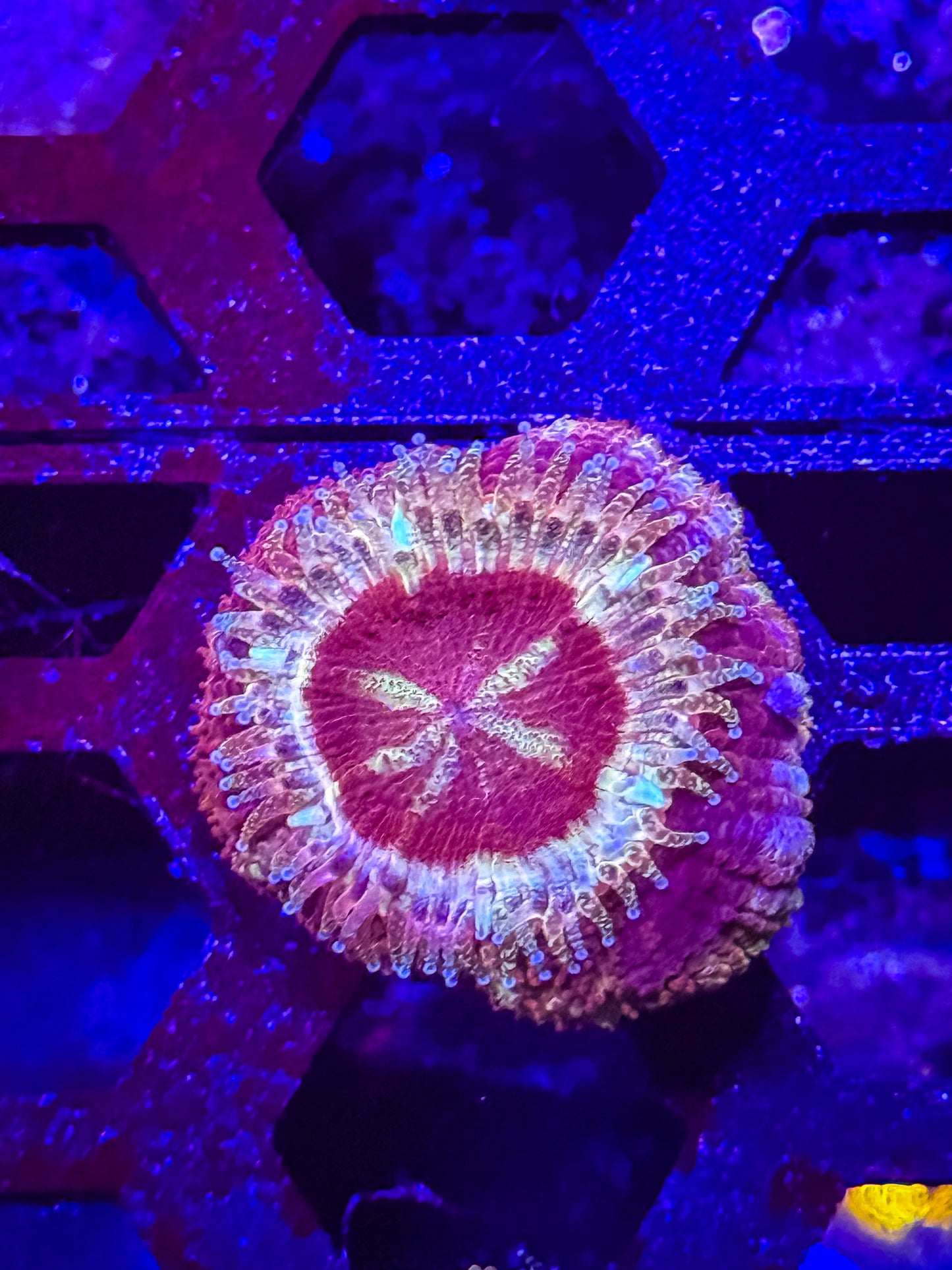 Malaysian Acan Lord