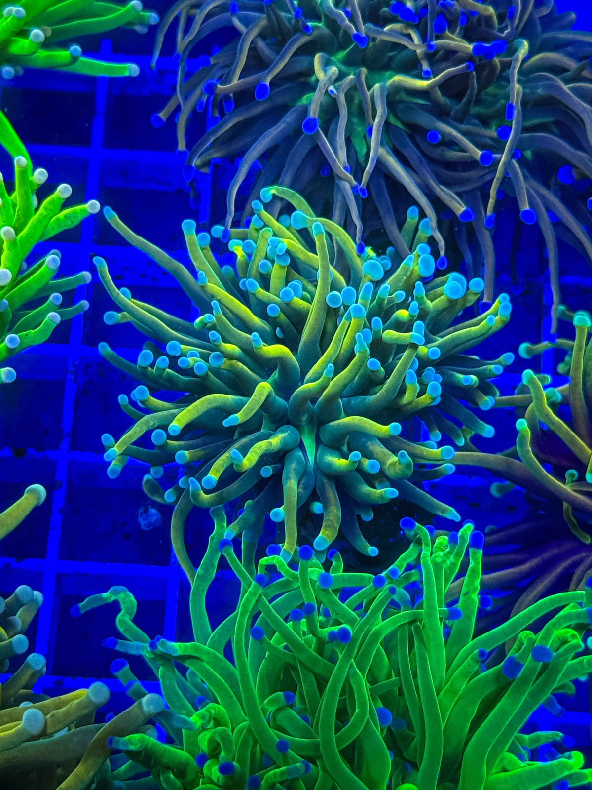 Malaysian Holy Grail Torch live coral – Gem State Corals