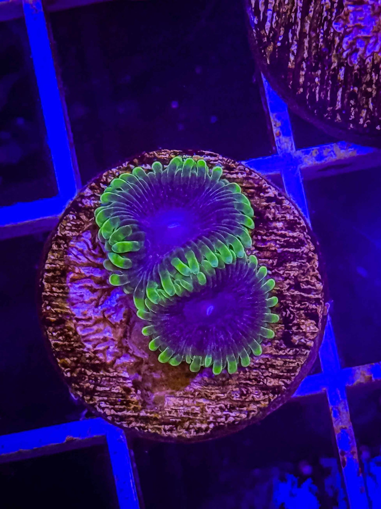 UC Atmosphere Zoa