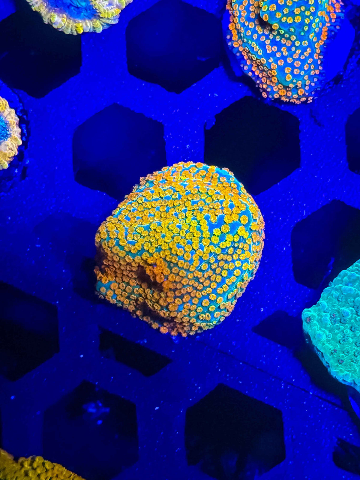 Rainbow Encrusting Montipora – WYSIWYG #4