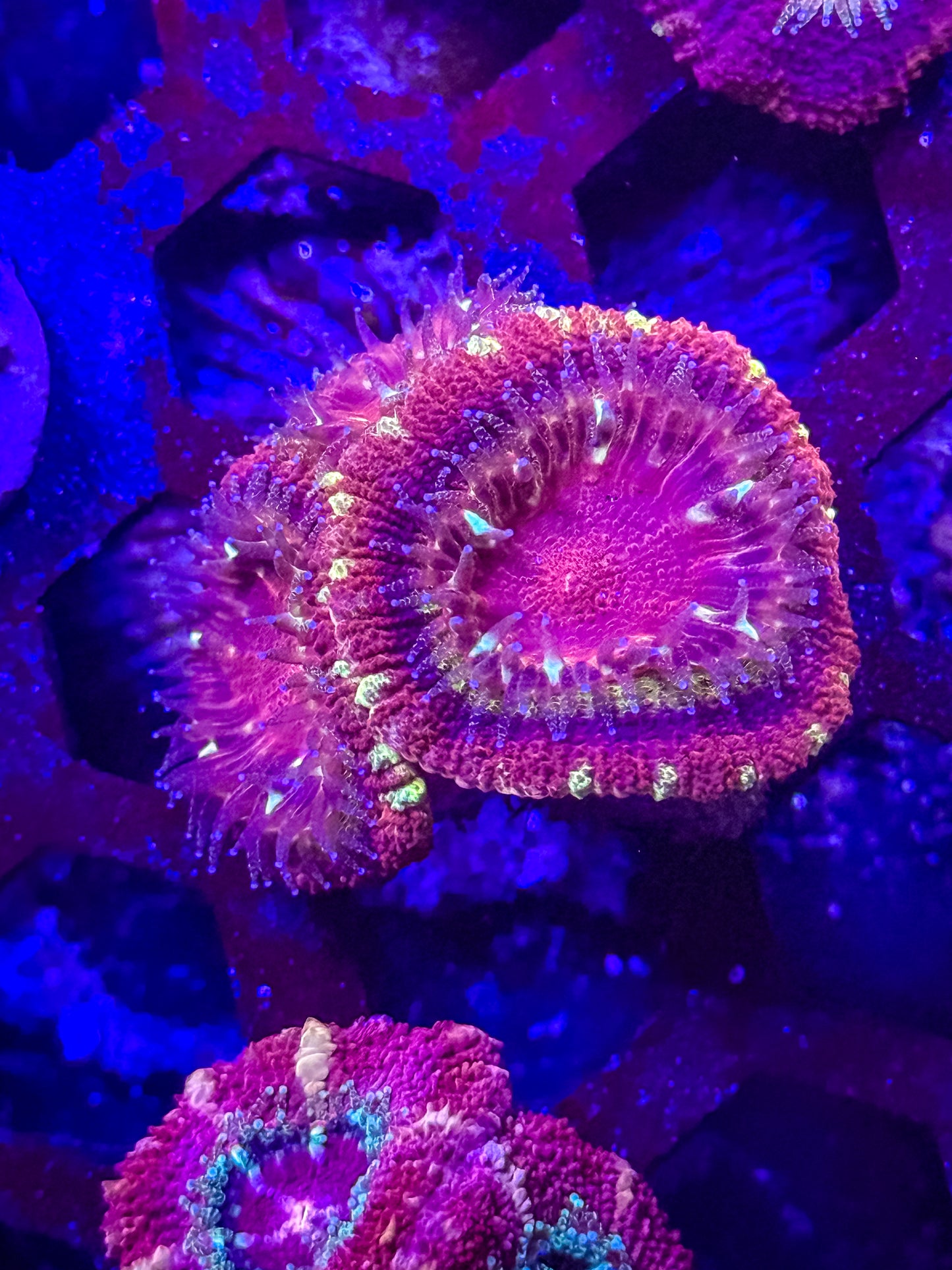 Malaysian Acan Lord