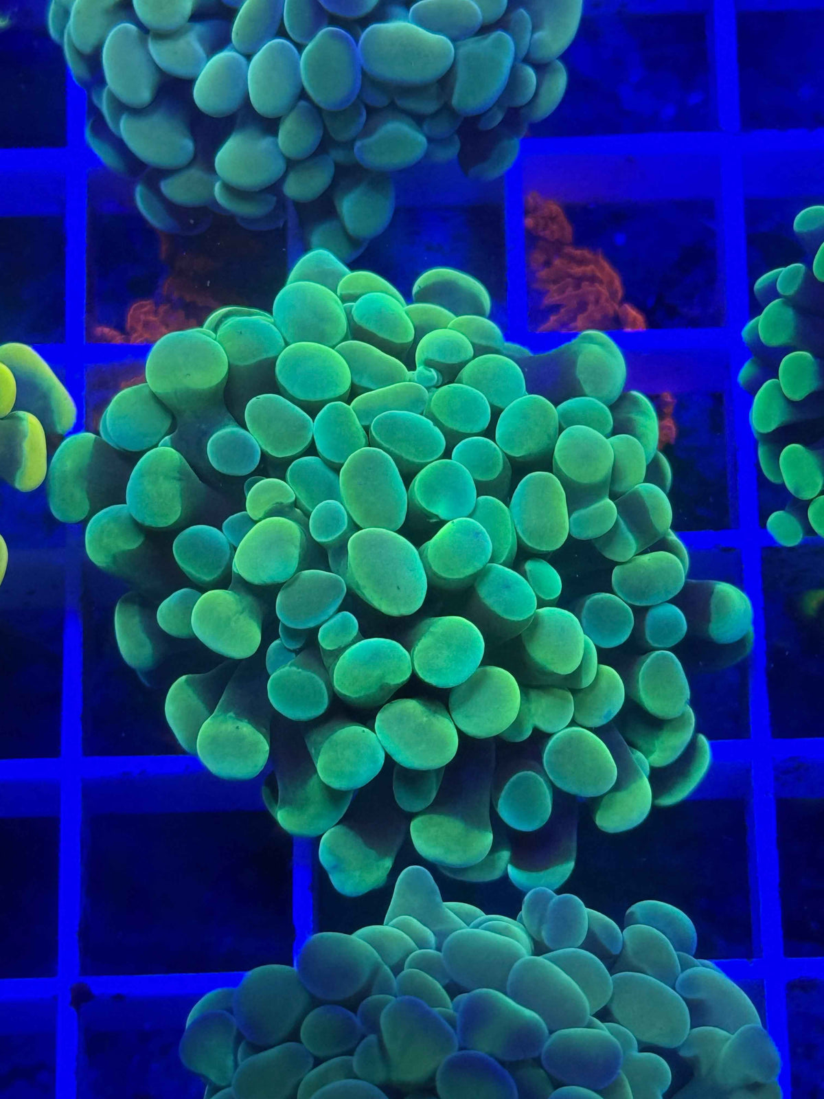 Branching Hammer live coral – Gem State Corals