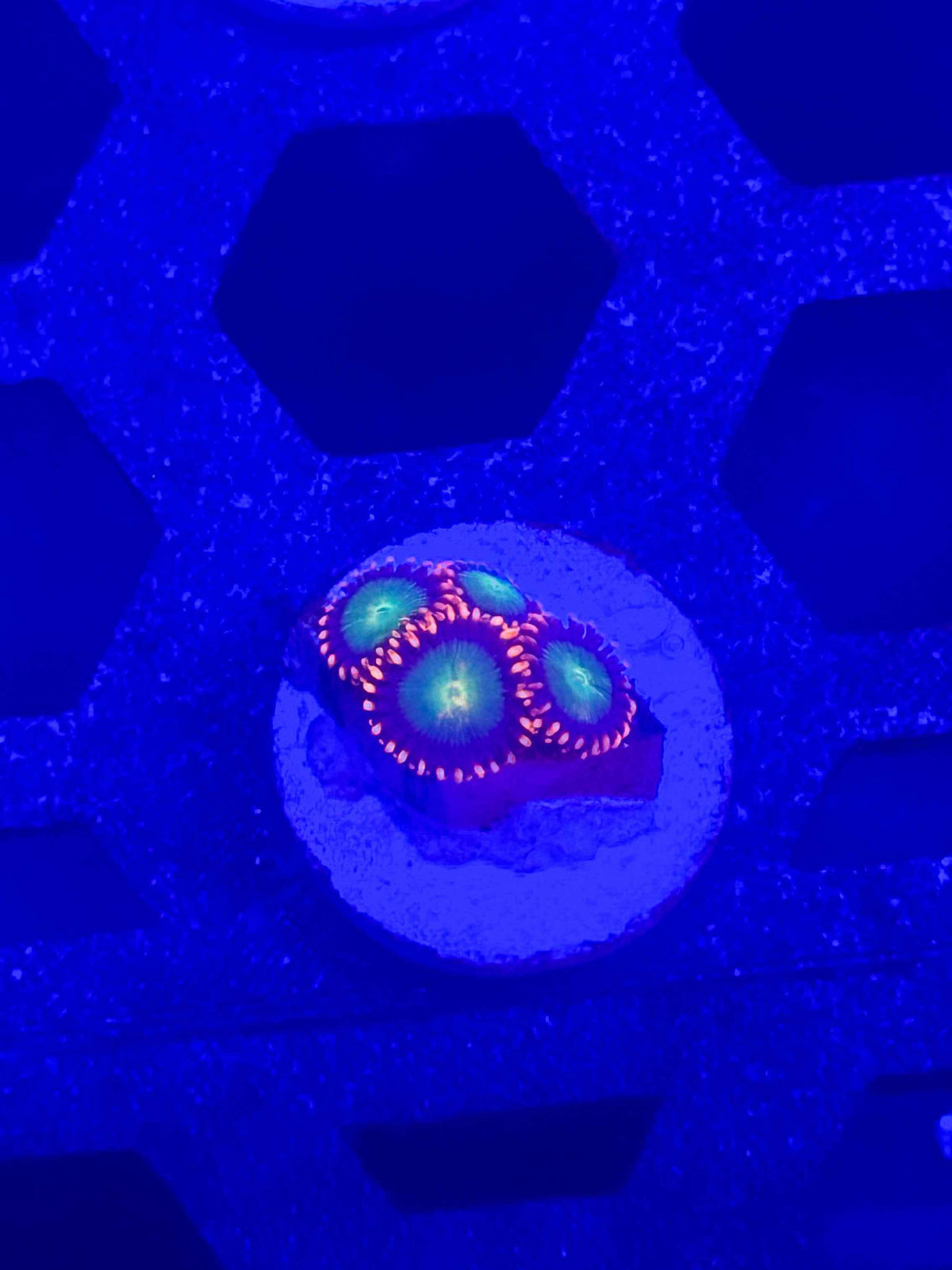 Goblins on Fire Zoas live coral – Gem State Corals