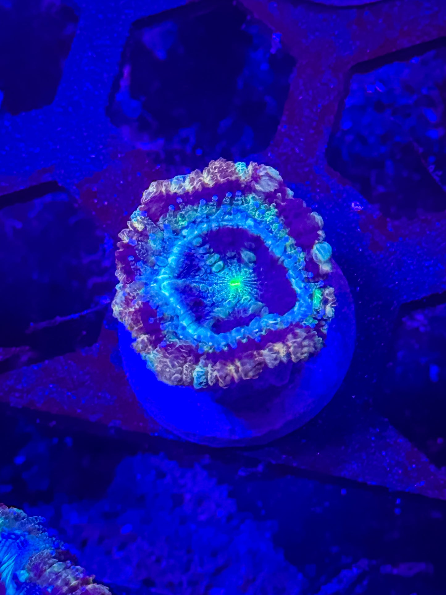 GS Going Bonkers Malaysian Acan Lord