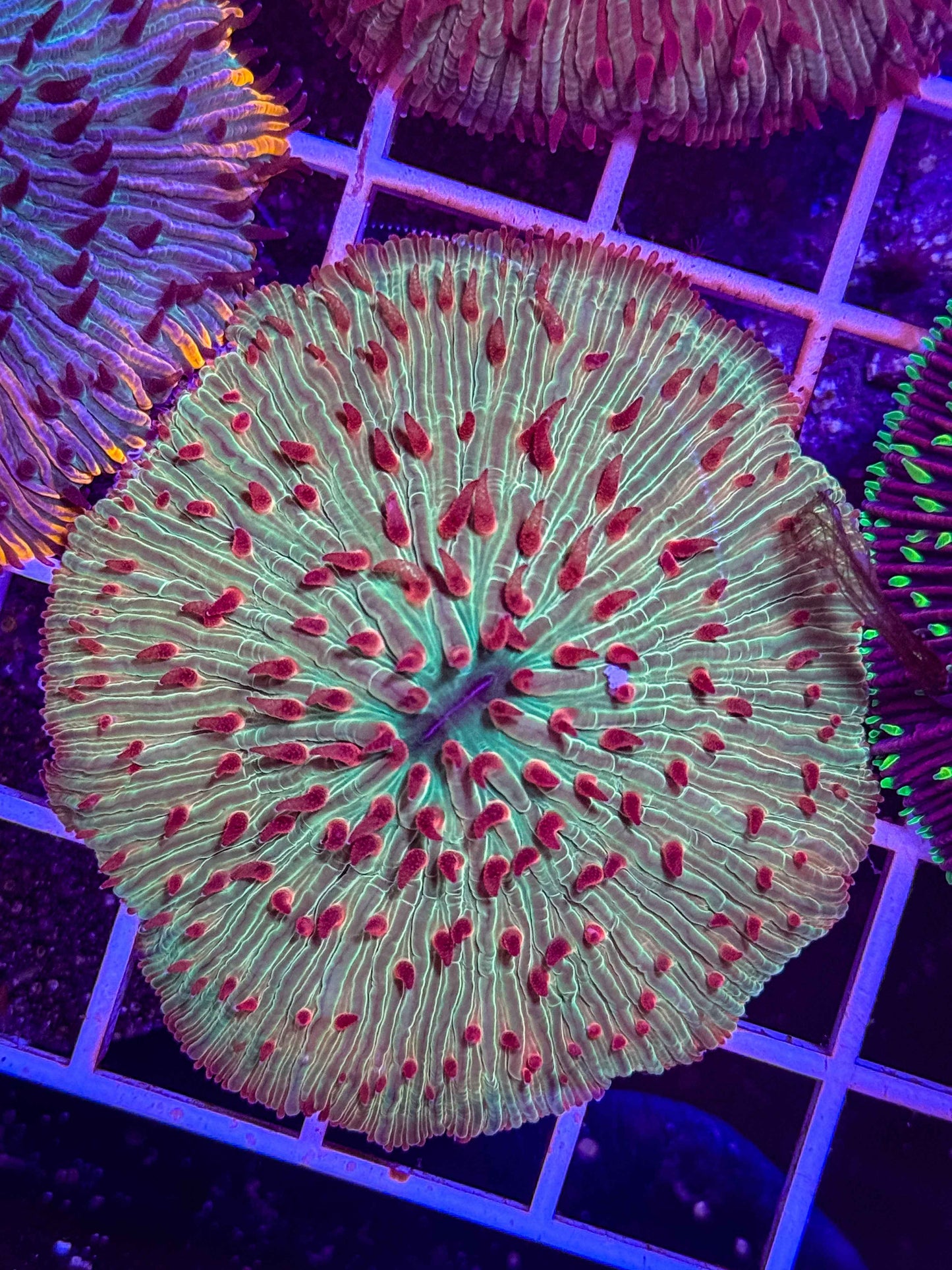 Malaysian Fungia Plate Coral
