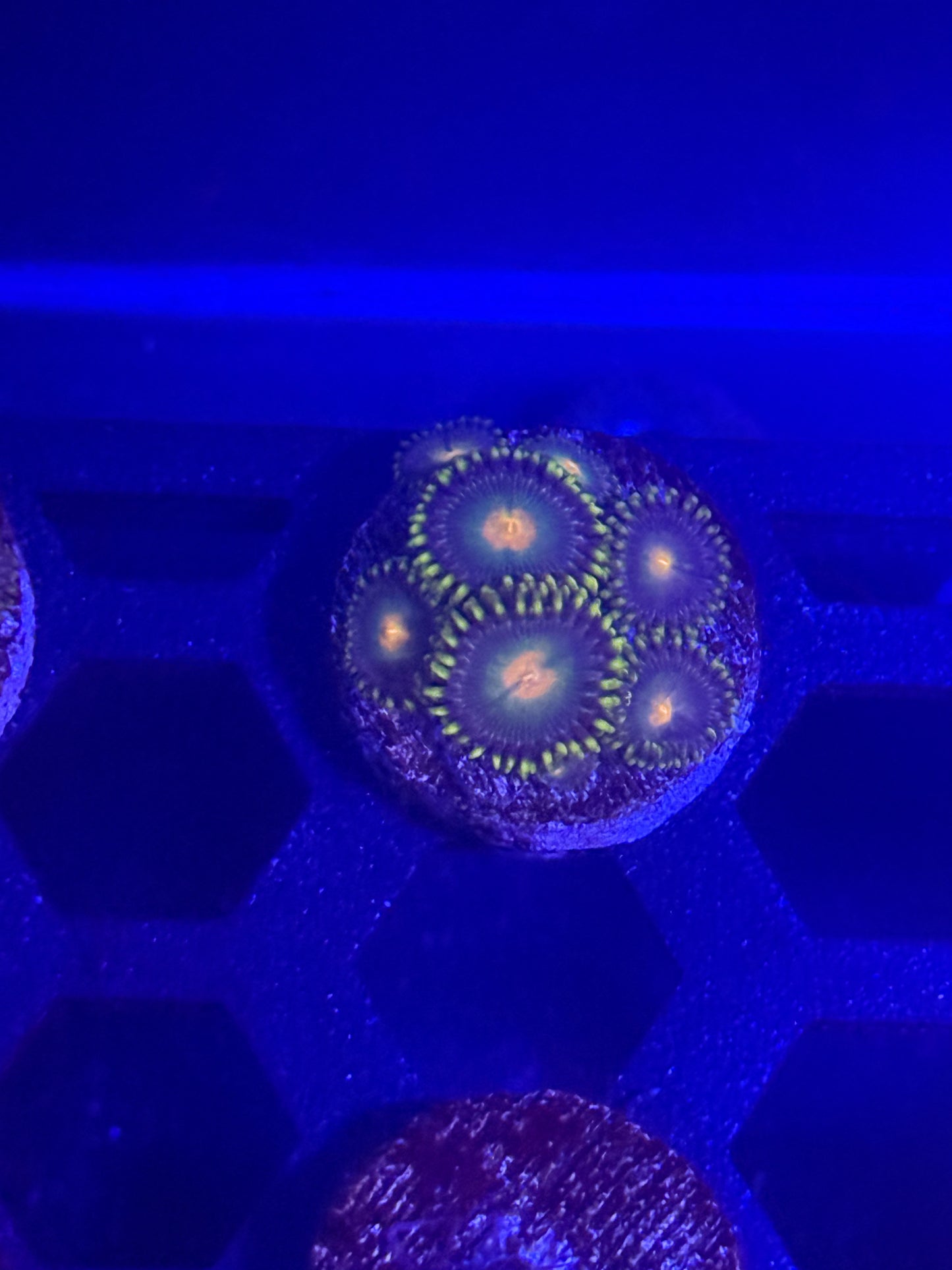GB Packers Zoas