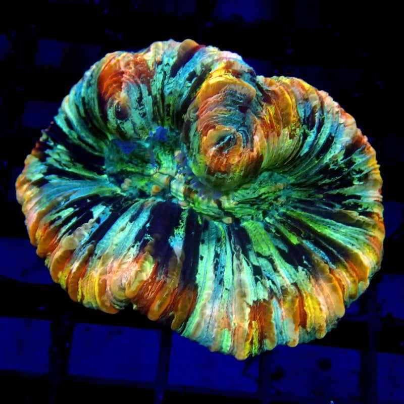 Rainbow Trachy
