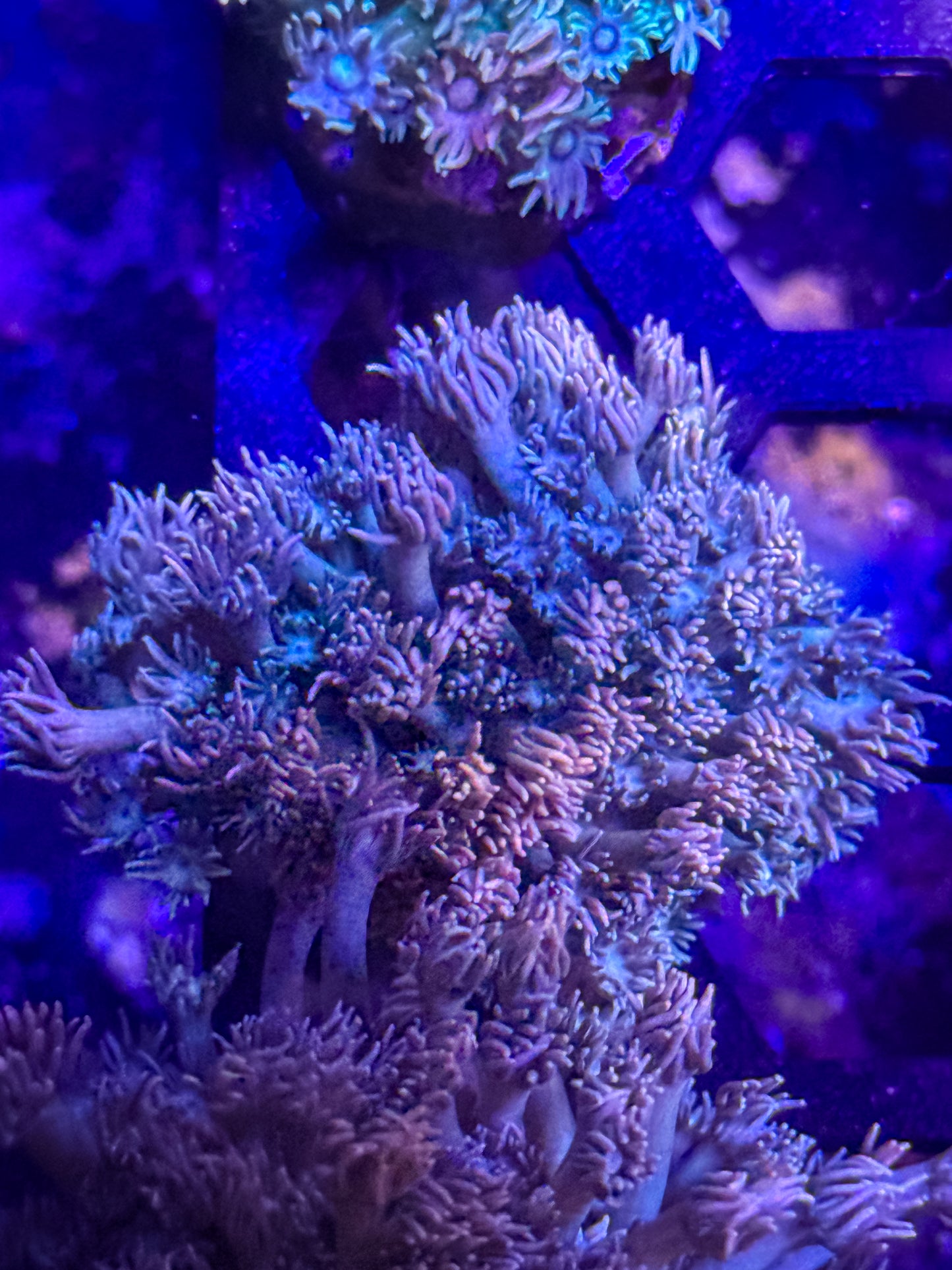 Goniopora
