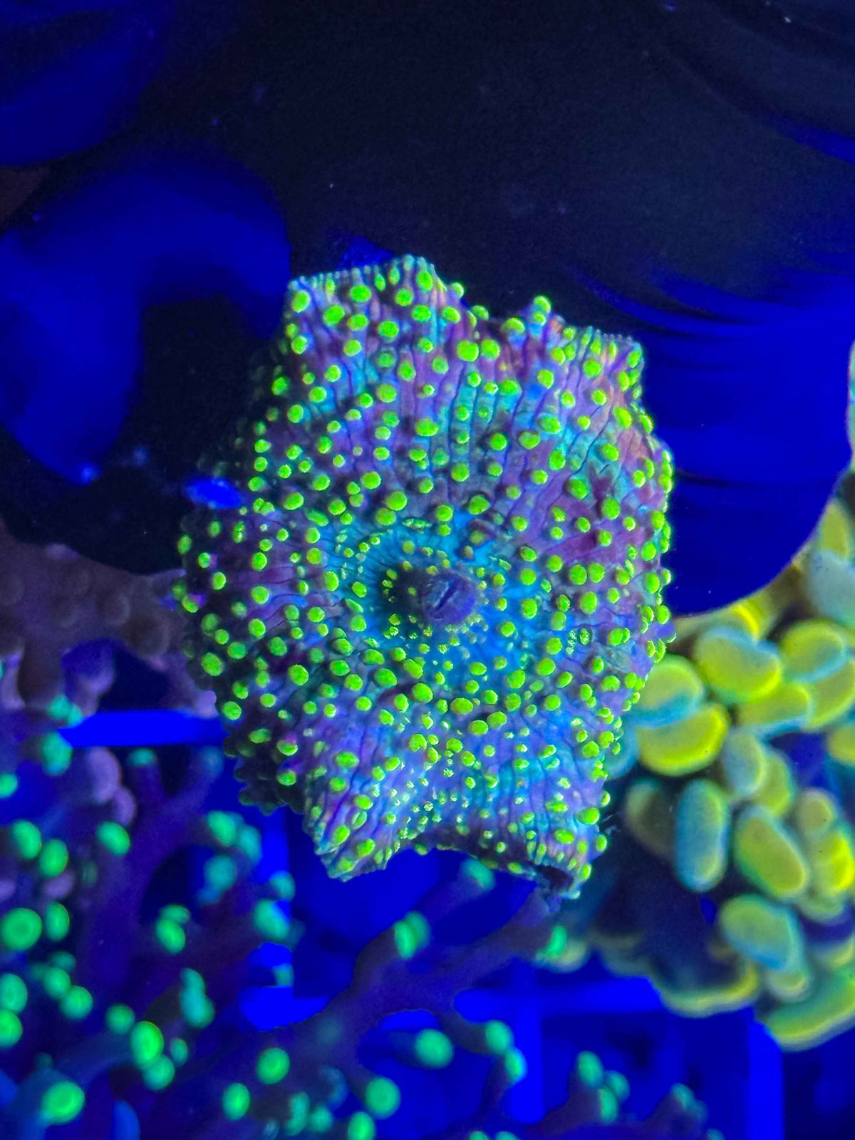 Pastel Pimple Fusion Disco Mushroom live coral alternate view 3 – Gem State Corals
