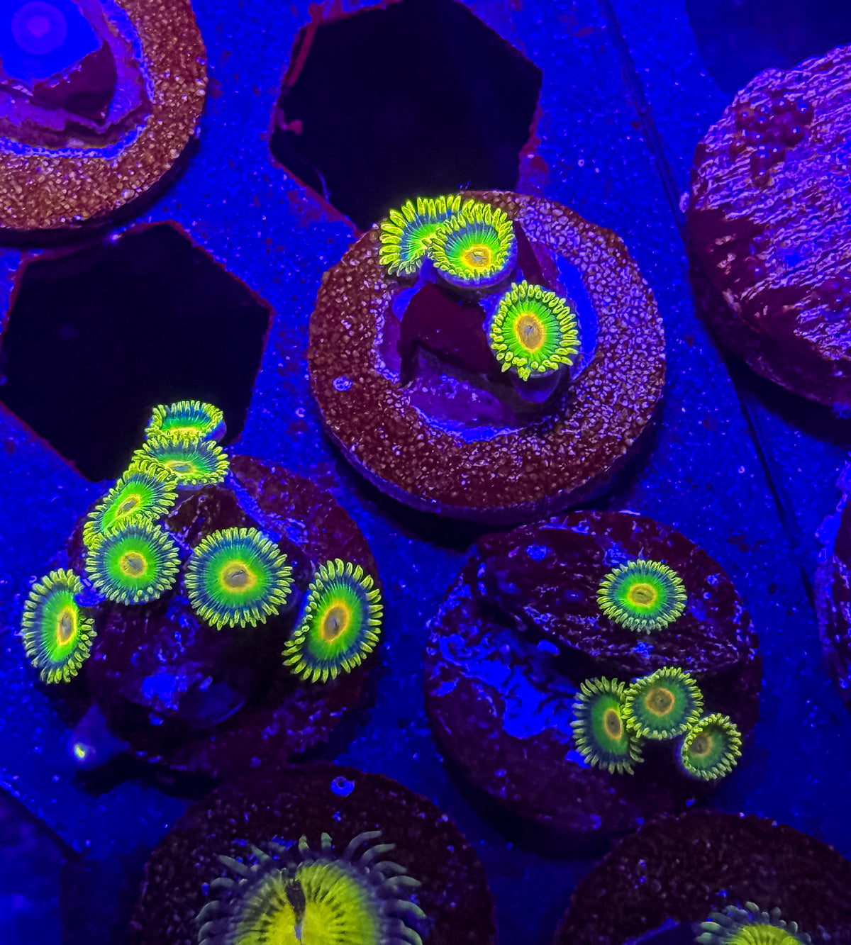 Rasta Zoanthids – Almost WYSIWYG (1–3+ Polyps)
