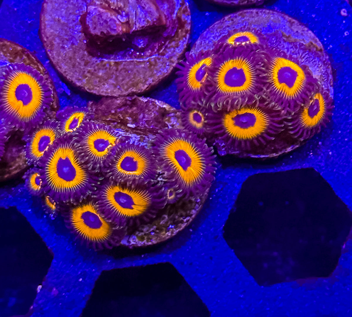 Johnny Pumpkin Seeds Zoanthids – Almost WYSIWYG (1–3+ Polyps)