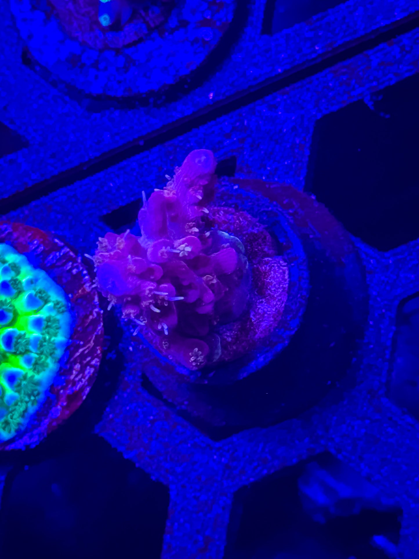 VooDoo Majick Acro