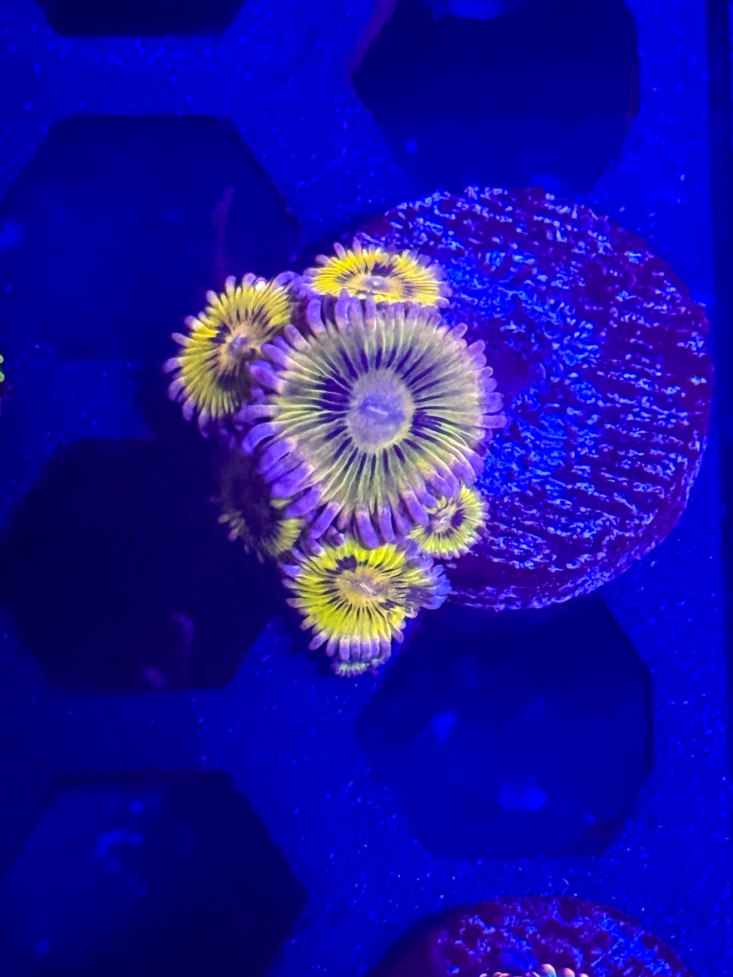Chiquita zoas