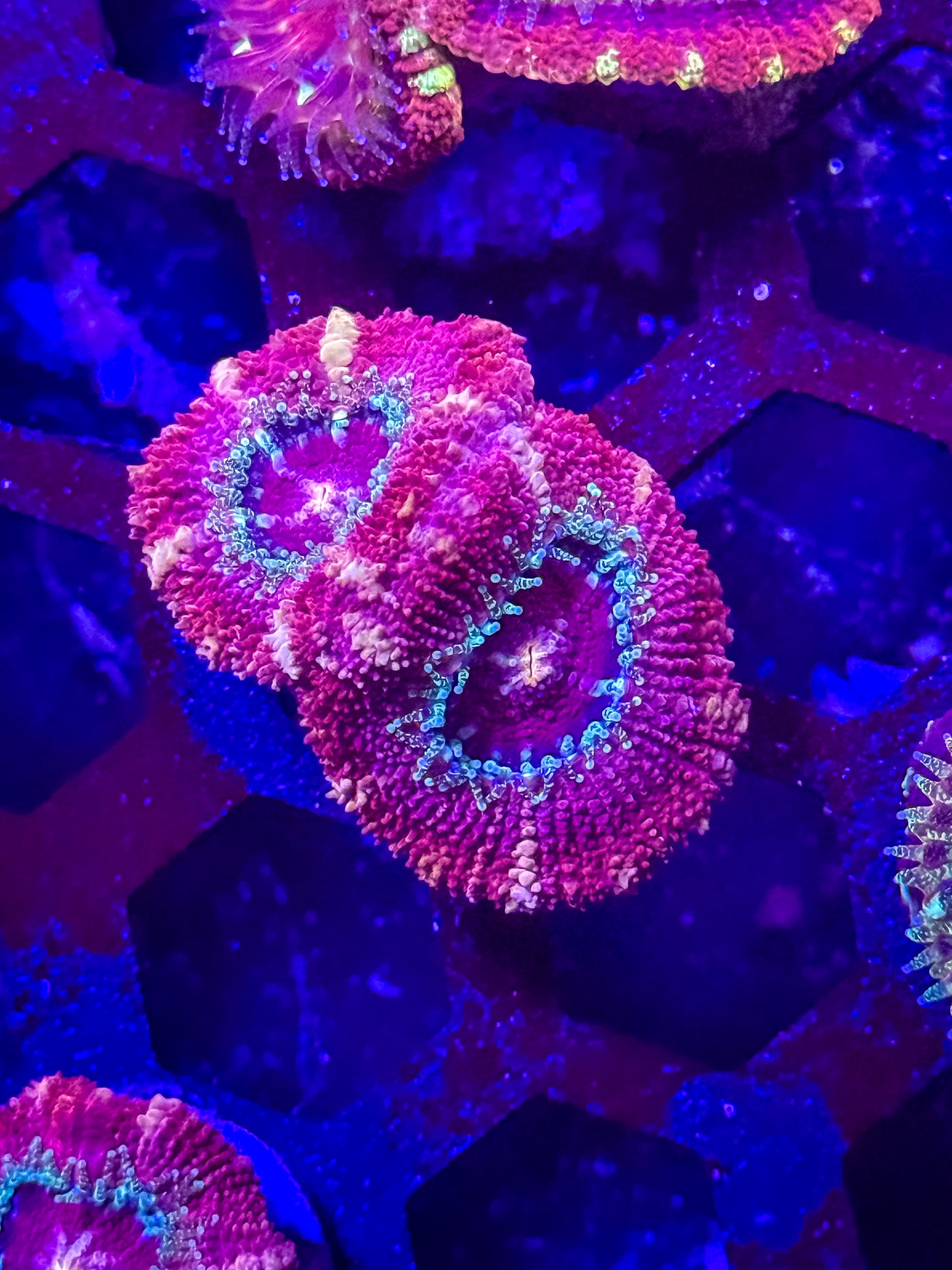 Malaysian Acan Lord