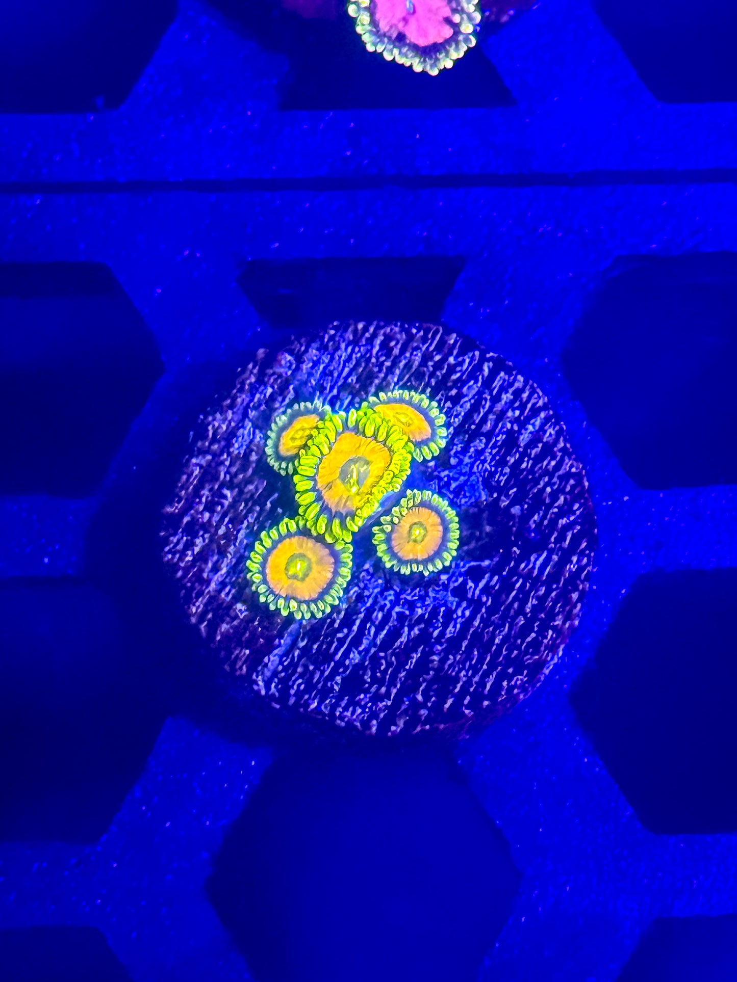 SpongeBob Zoas