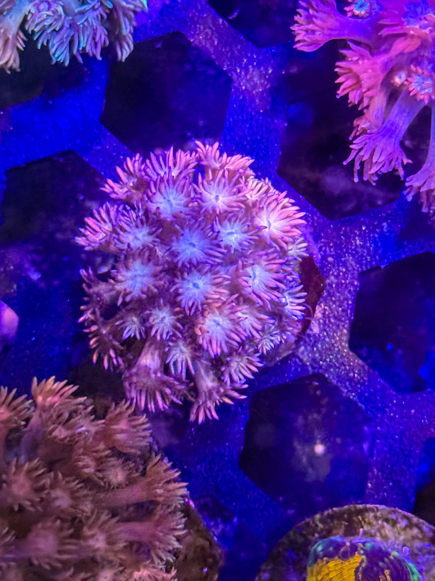 Goniopora