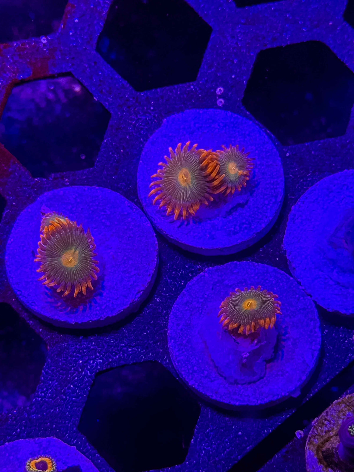 Gatorade Zoanthids – Almost WYSIWYG (1–3+ Polyps)