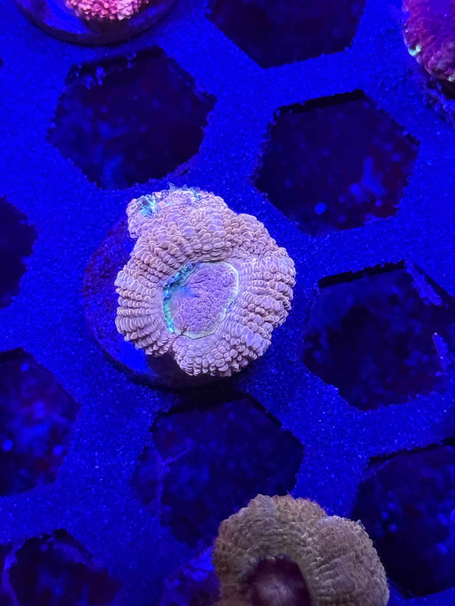 Malaysian Acan Lord