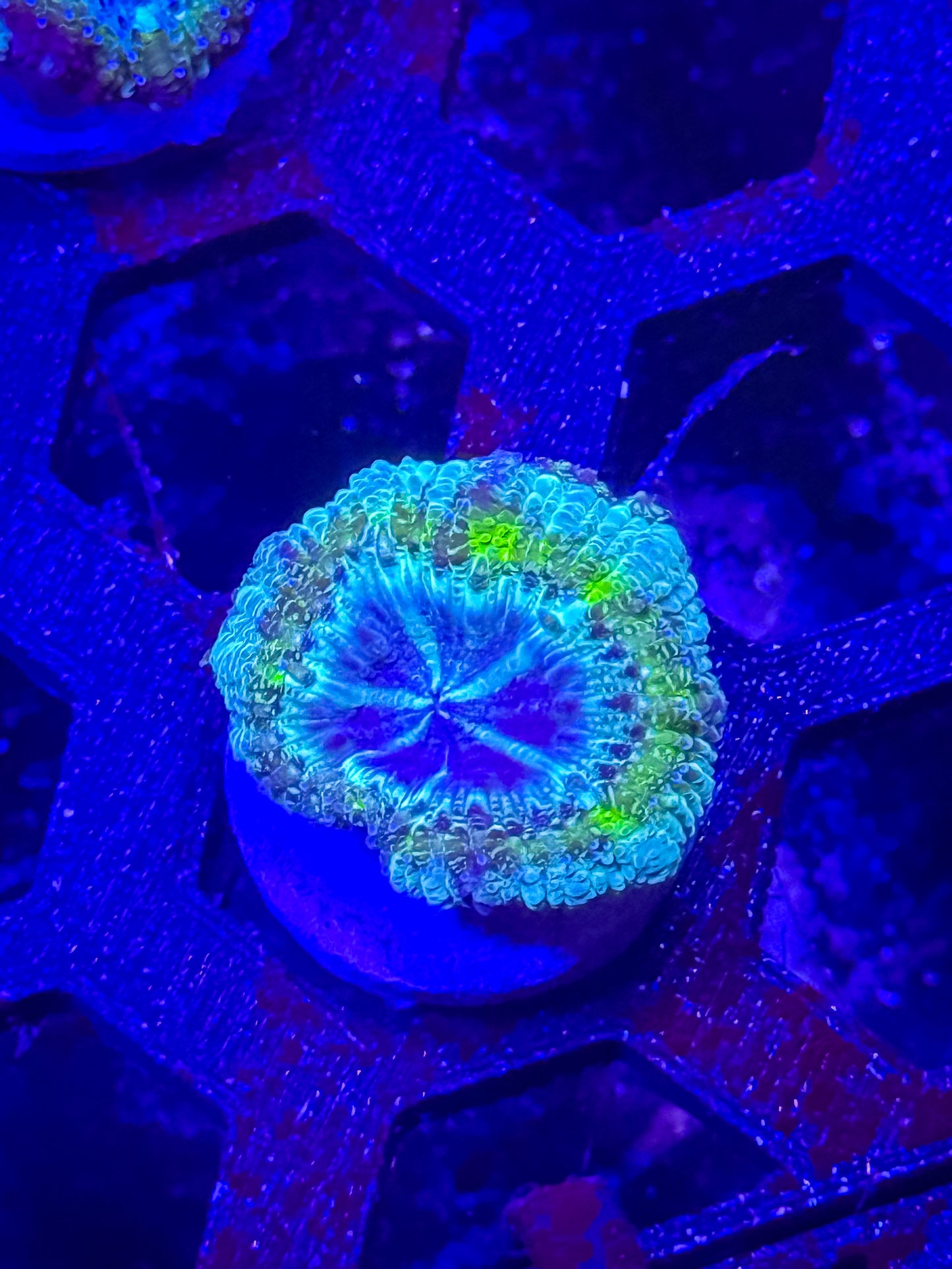 GS Bogus Basin Malaysian Acan Lord